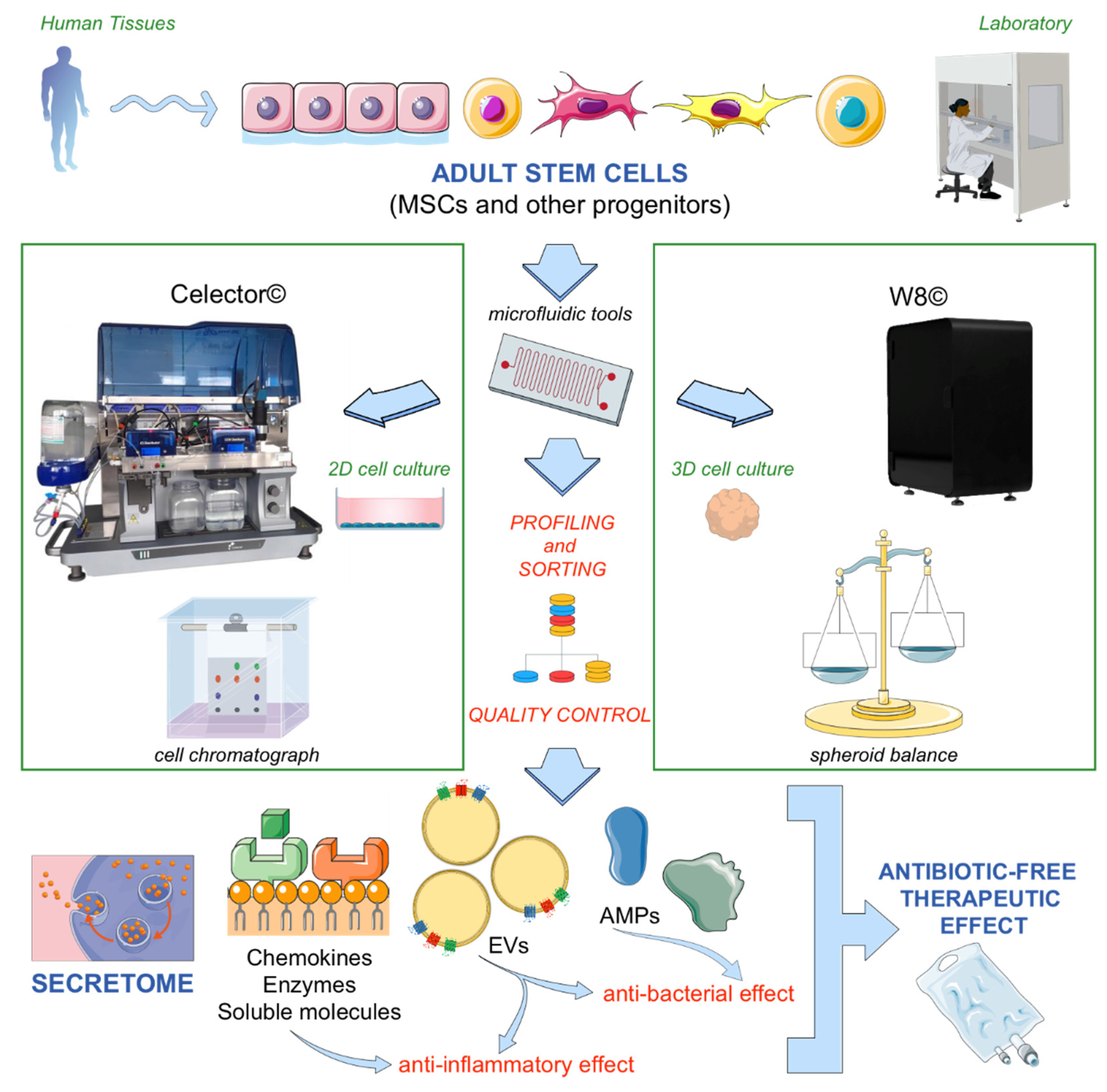 Antibiotics Free Full Text Microfluidic Tools For Enhanced Characterization Of Therapeutic Stem Cells And Prediction Of Their Potential Antimicrobial Secretome Html