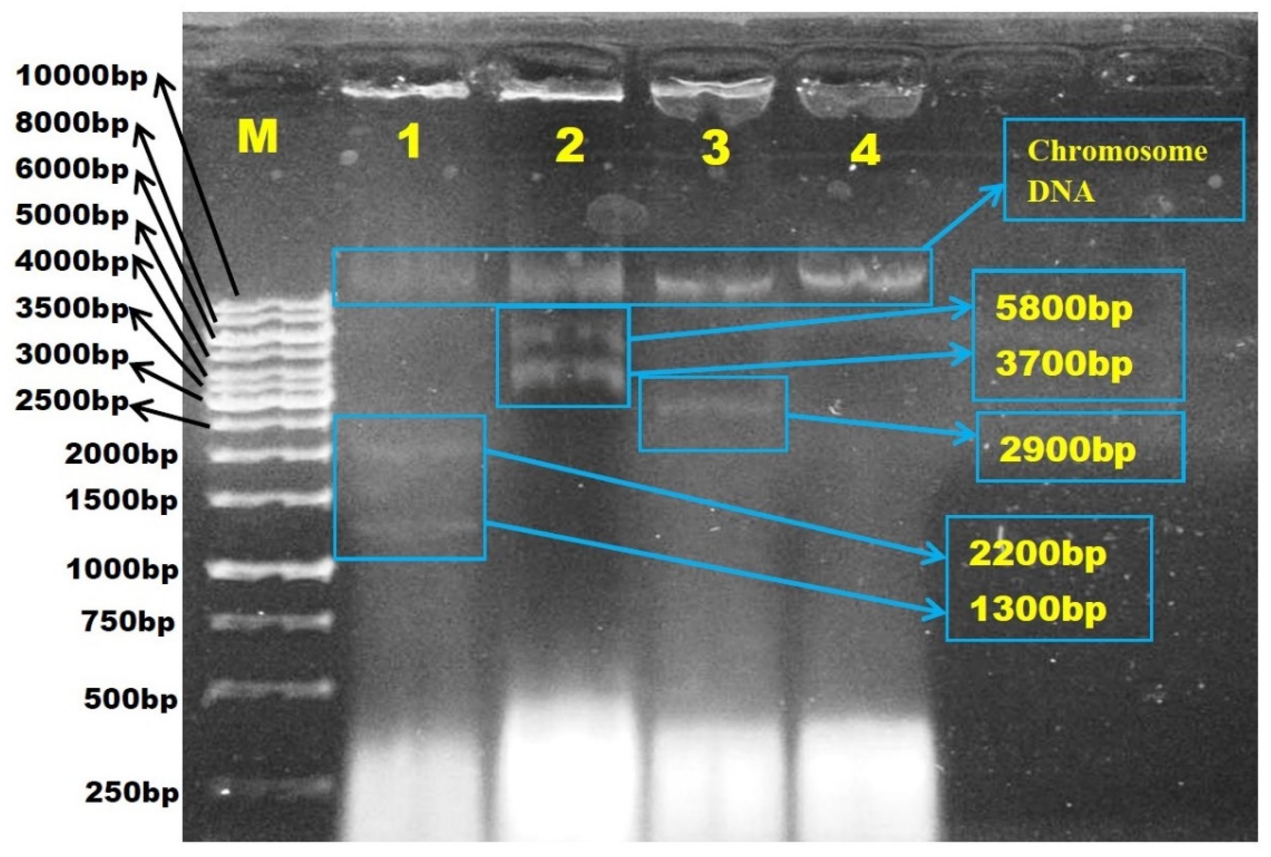 Antibiotics 10 00776 g005