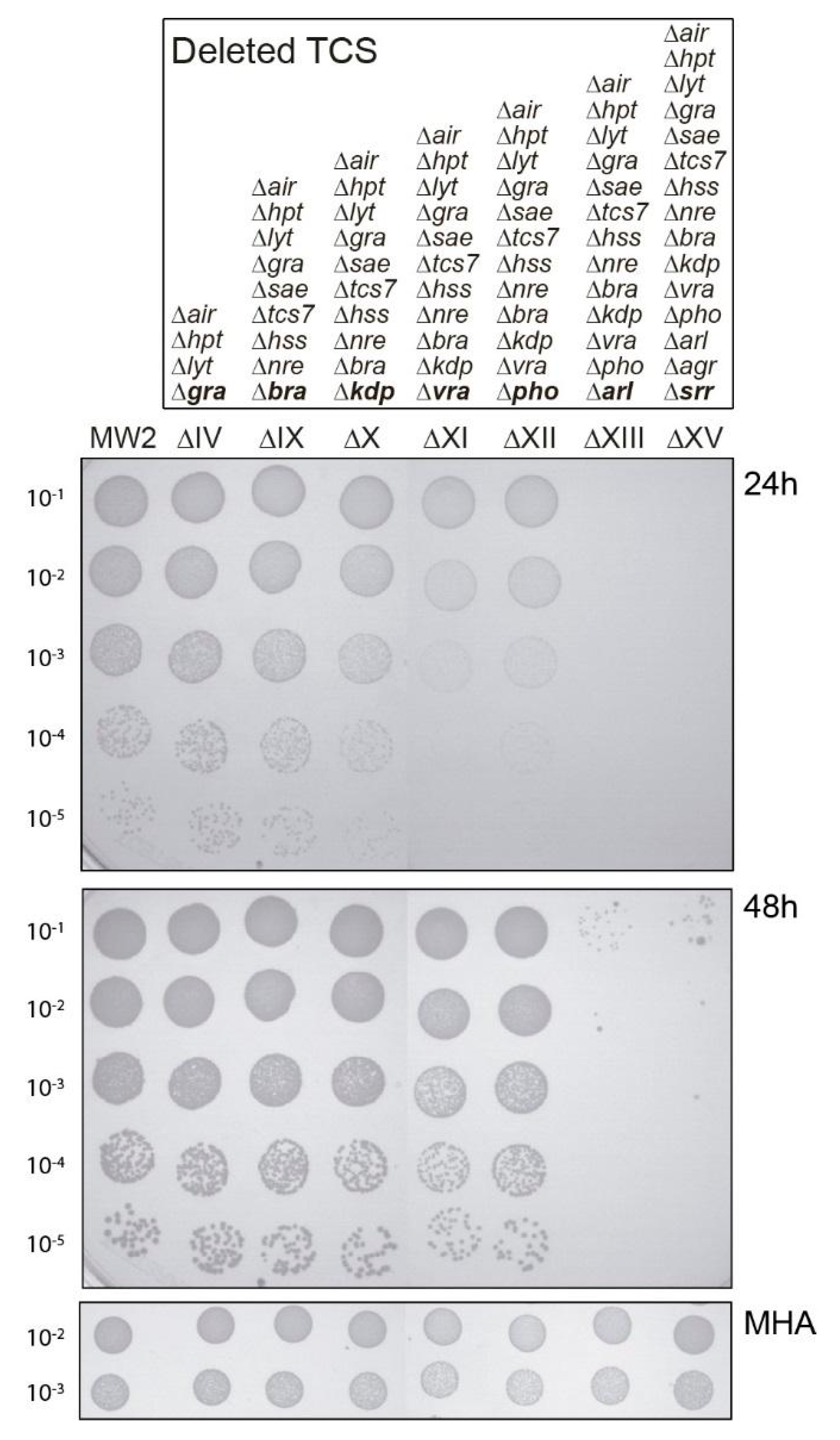 Antibiotics 10 00821 g001 550