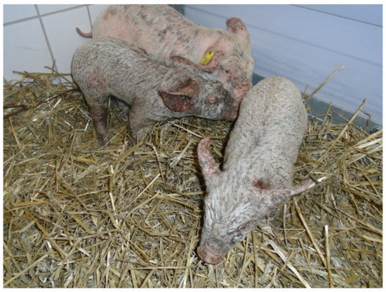 Antibiotics Free Full Text Exudative Epidermitis In Combination With Staphylococcal Pyoderma In Suckling Piglets Html