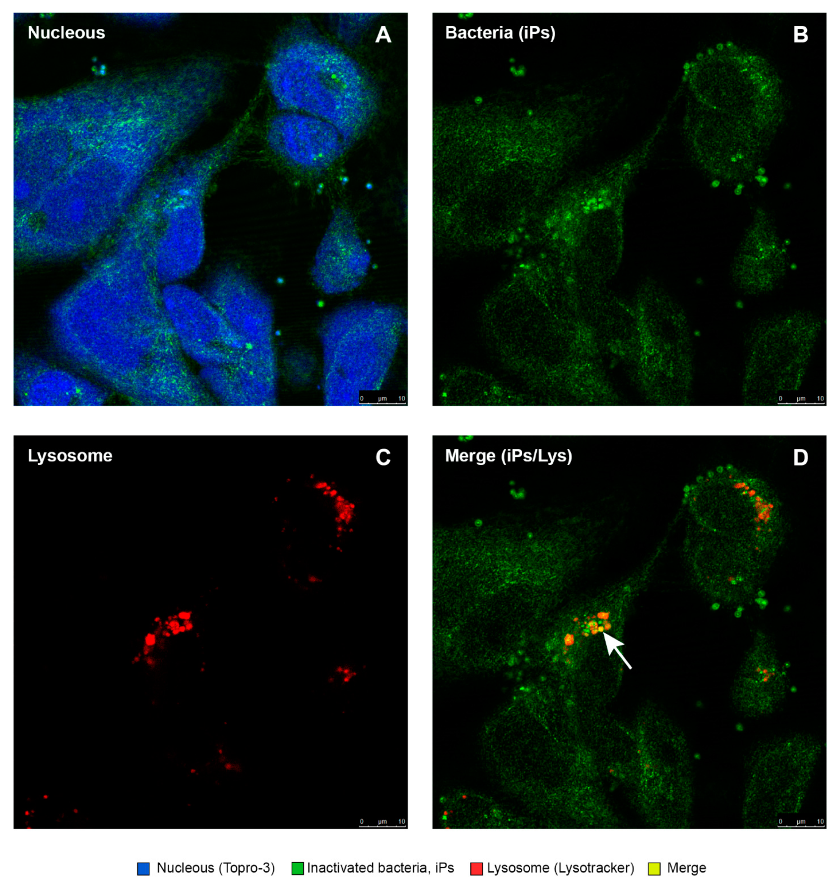 Antibiotics 10 00847 g011 Antibiotics 10 00847 g011