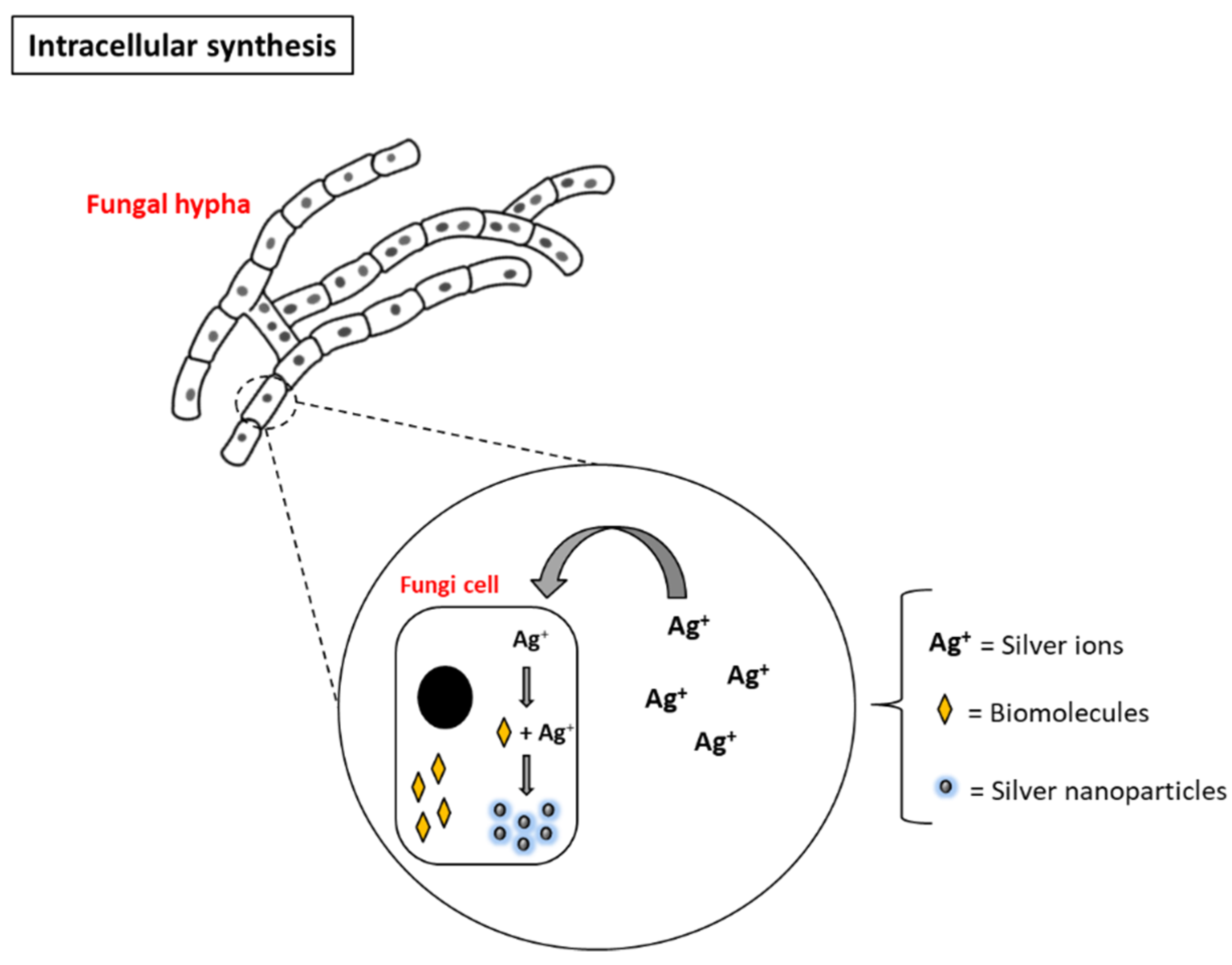 Antibiotics 10 00852 g002 550
