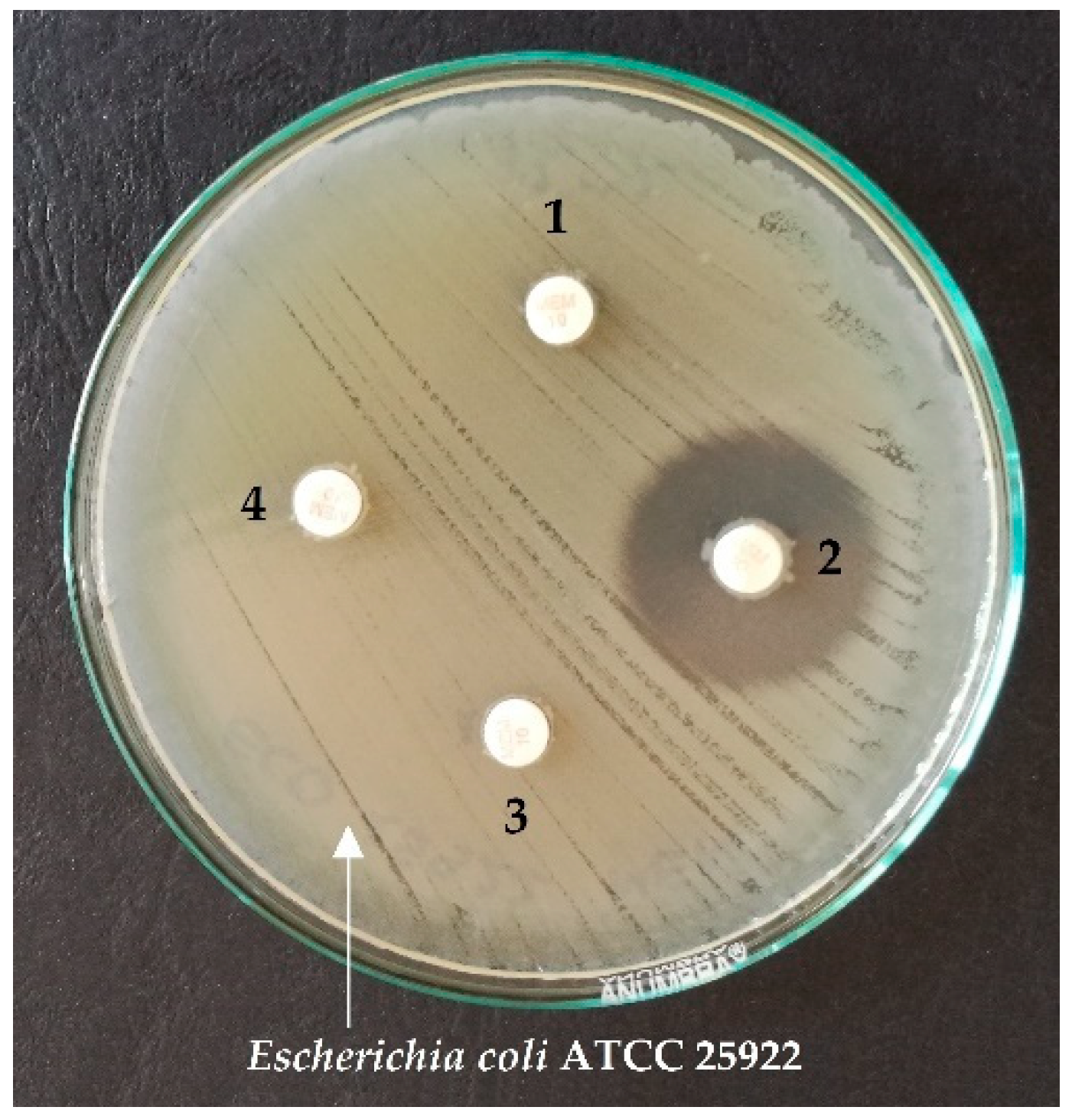 Antibiotics 10 00875 g002