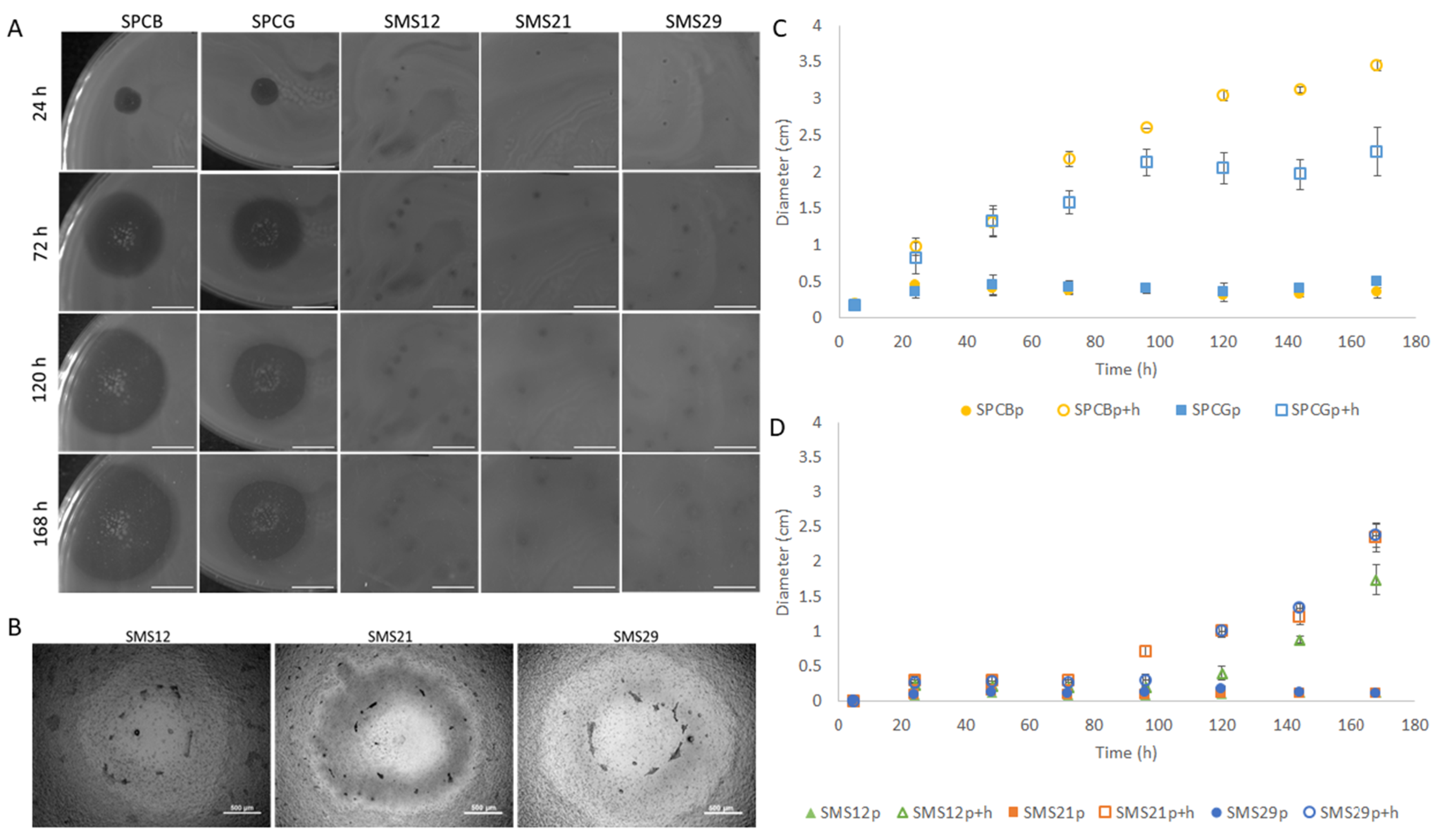 Antibiotics 10 00877 g002