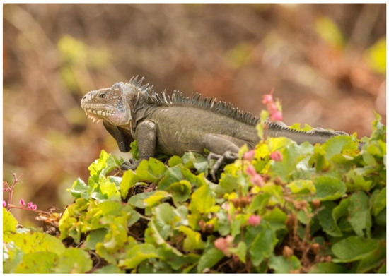 Can Iguanas Eat Grass? Expert Insights Revealed!