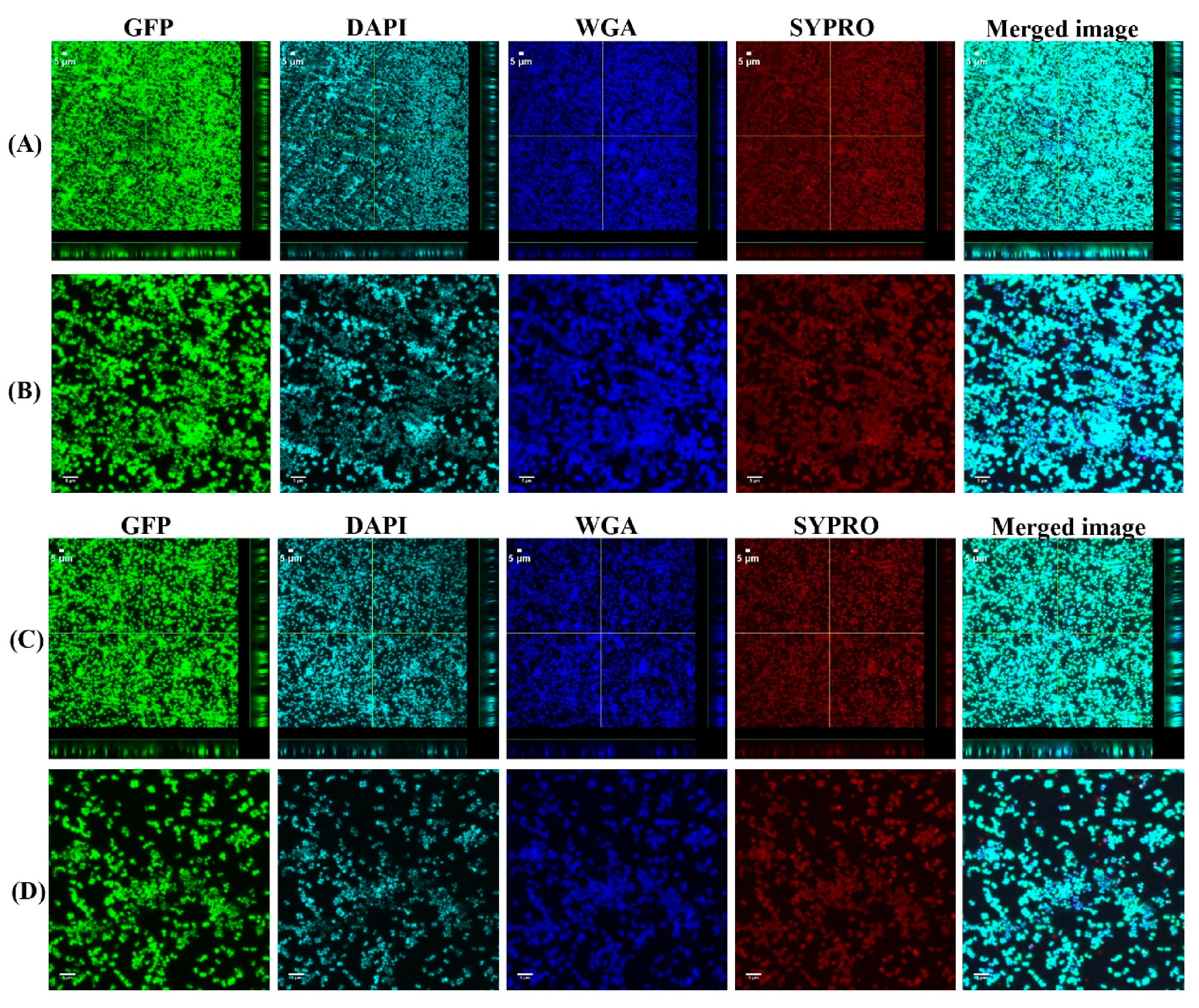 Antibiotics 10 00889 g002