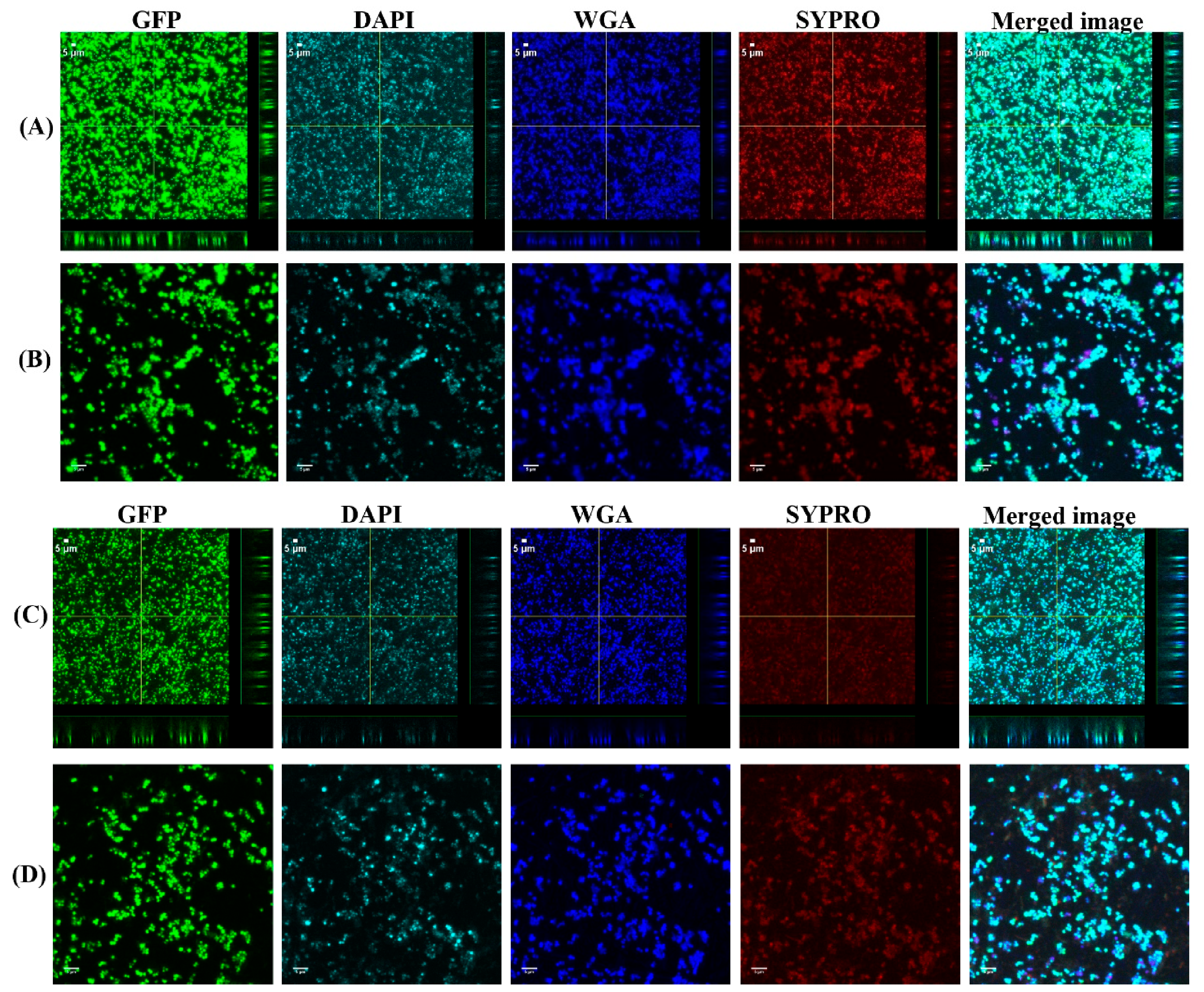 Antibiotics 10 00889 g003