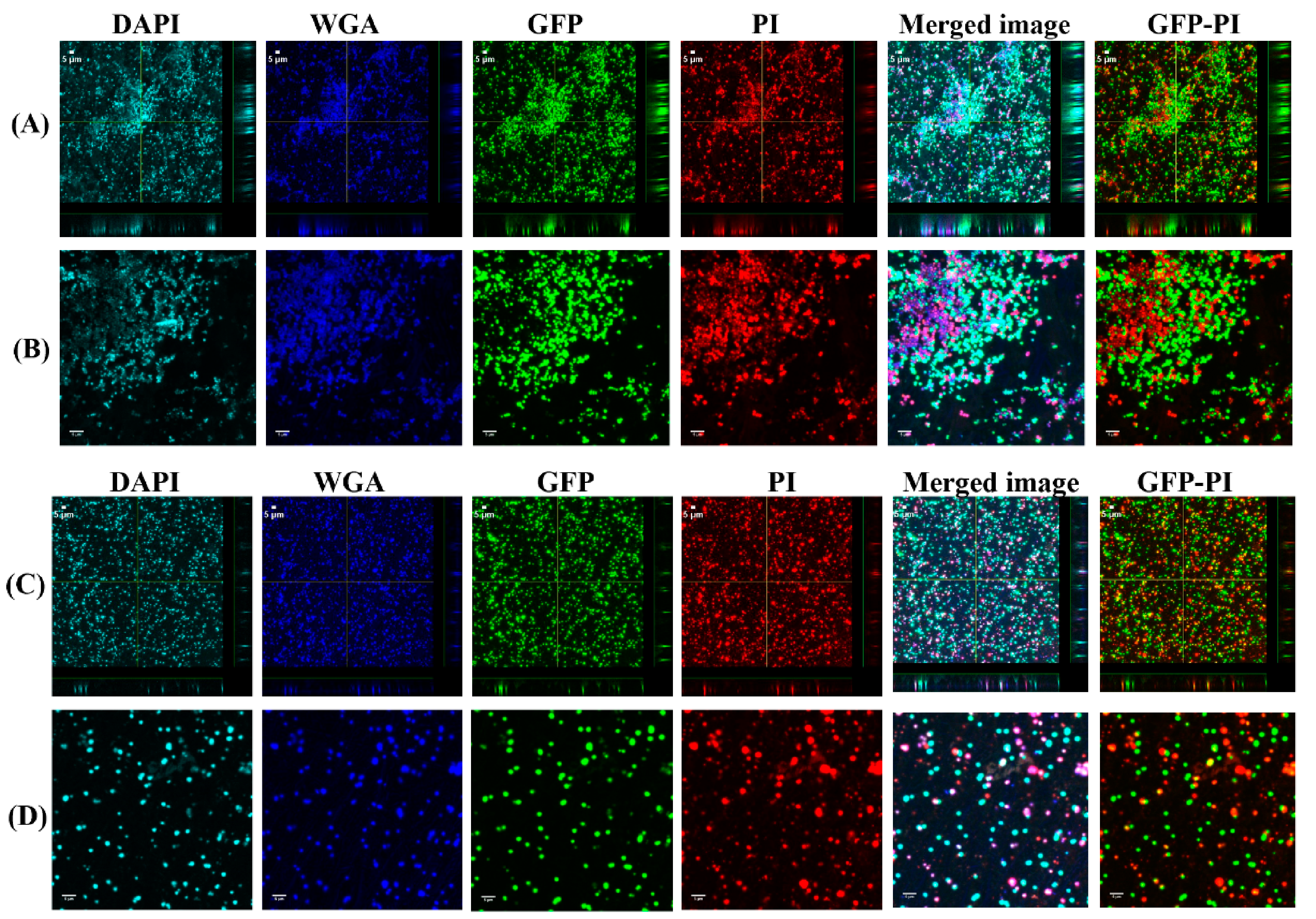 Antibiotics 10 00889 g005