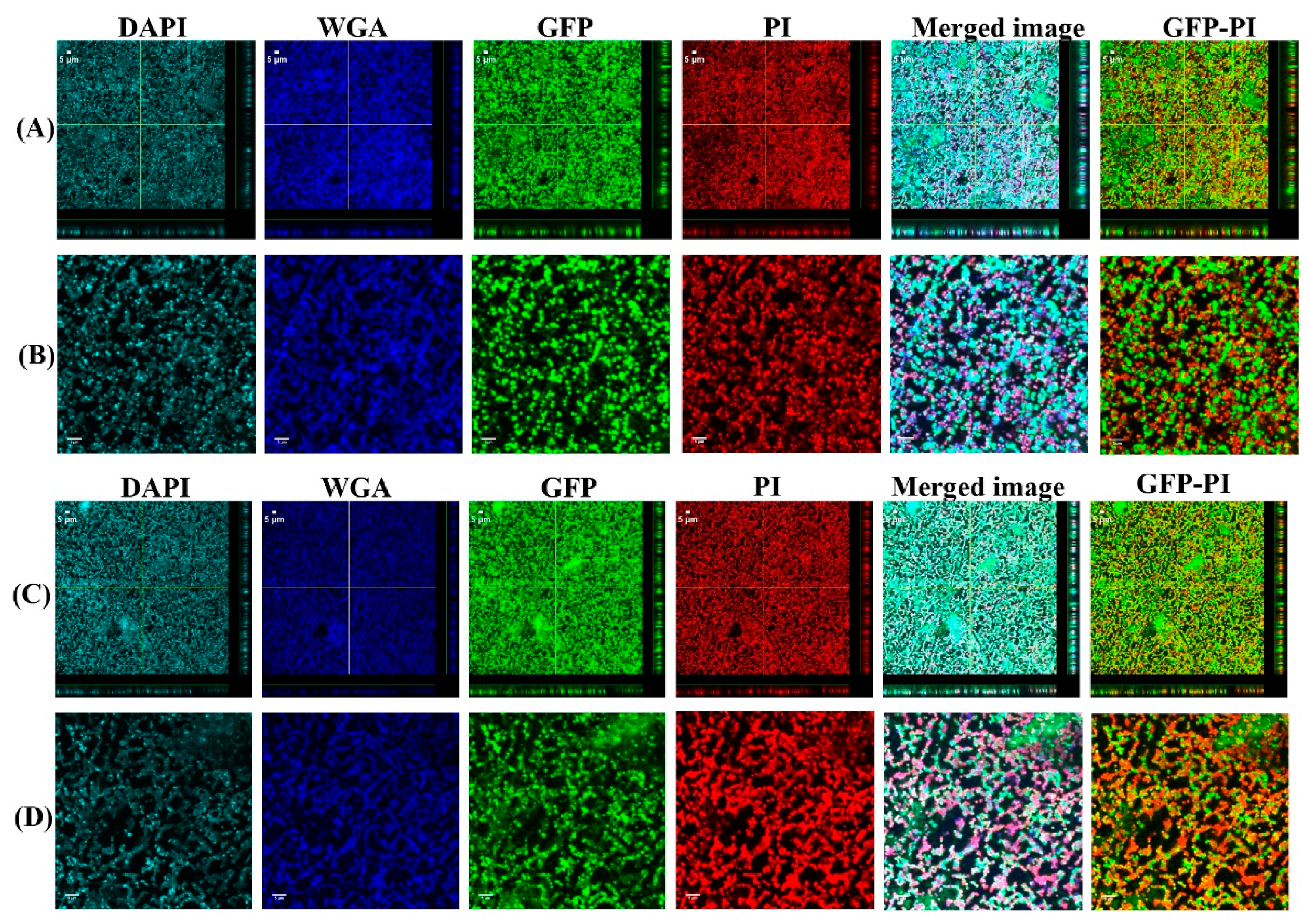 Antibiotics 10 00889 g006