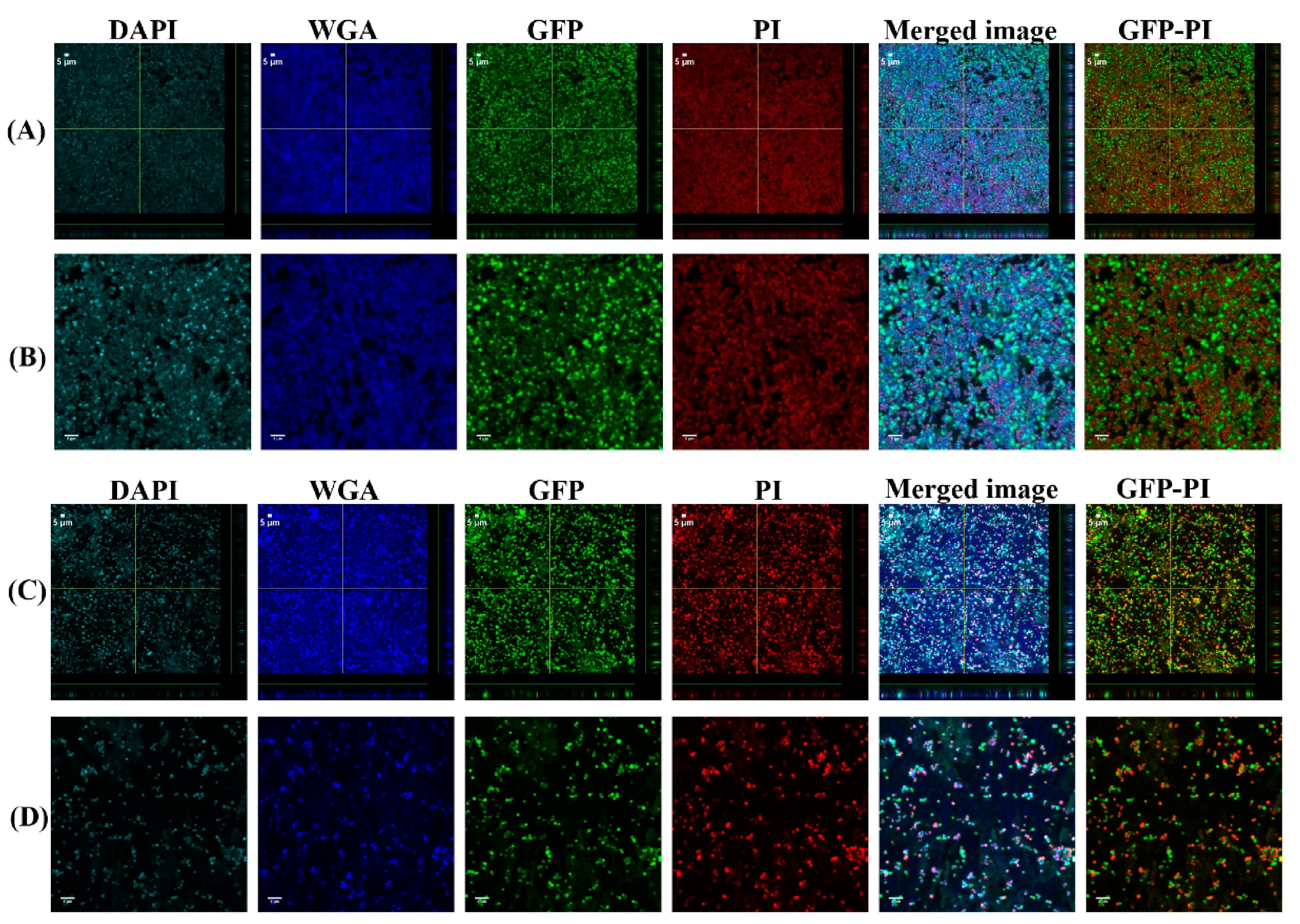 Antibiotics 10 00889 g008