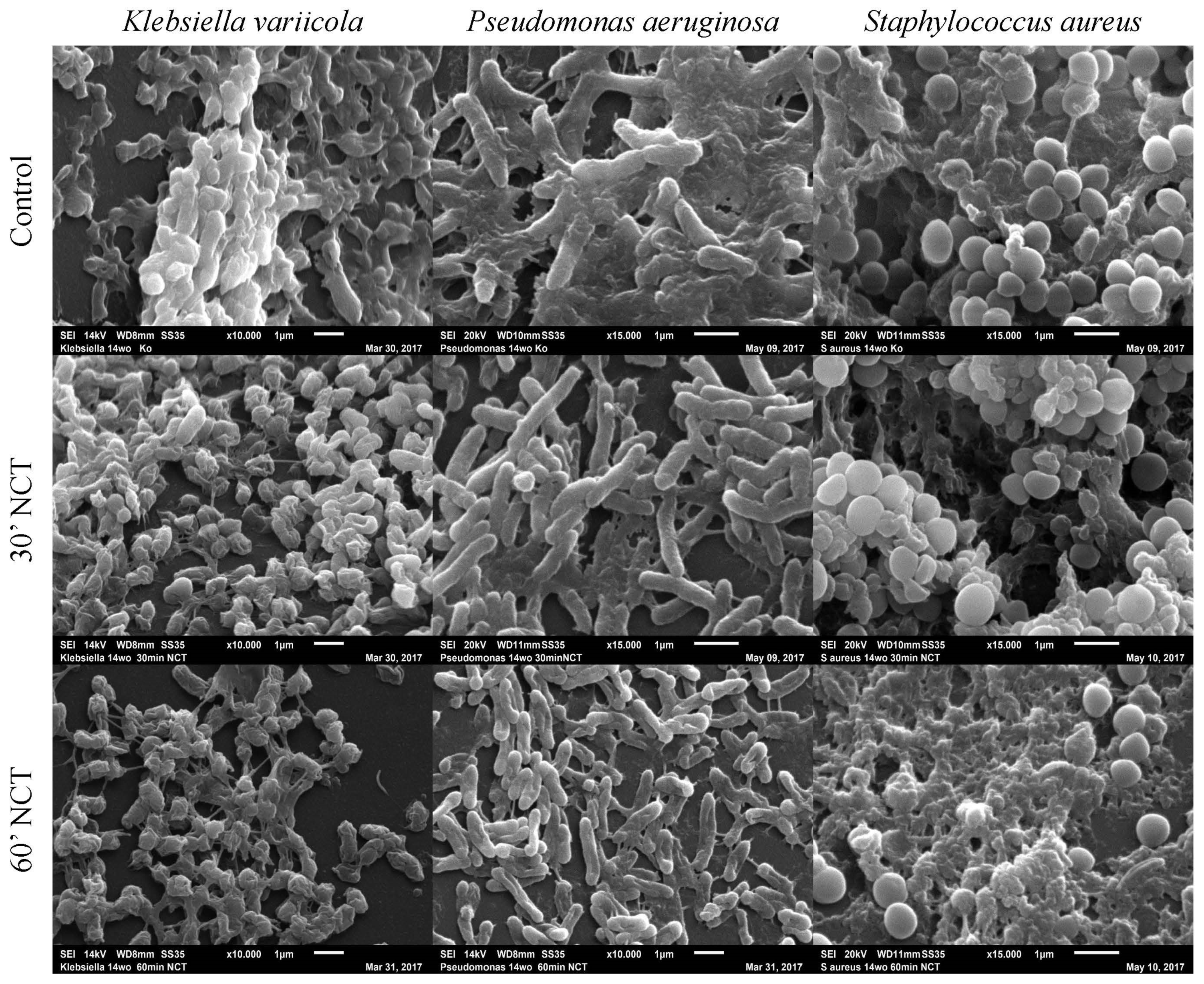 Antibiotics 10 00891 g009 Antibiotics 10 00891 g009