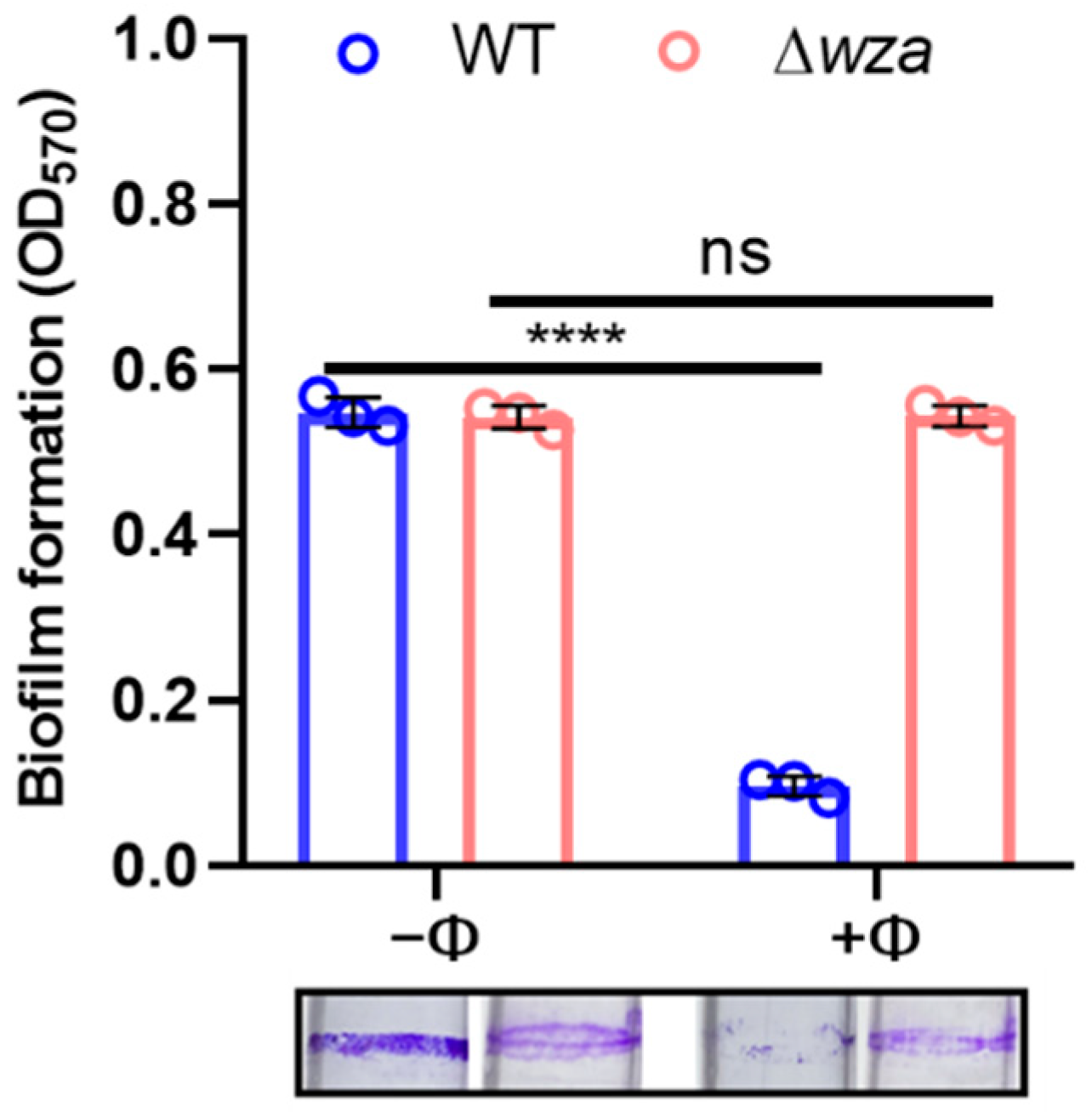 Antibiotics 10 00894 g004