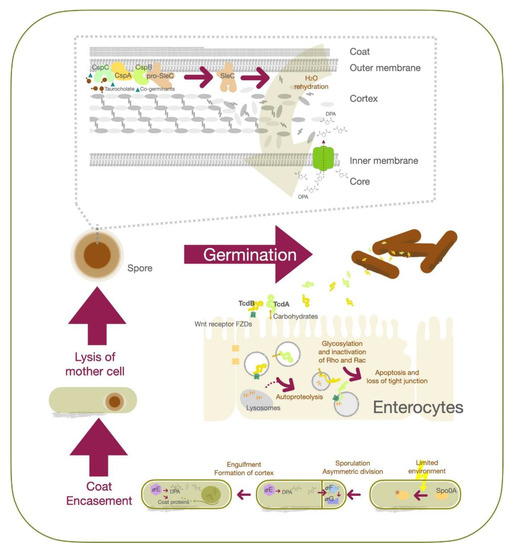 Antibiotics 10 00948 g001 550