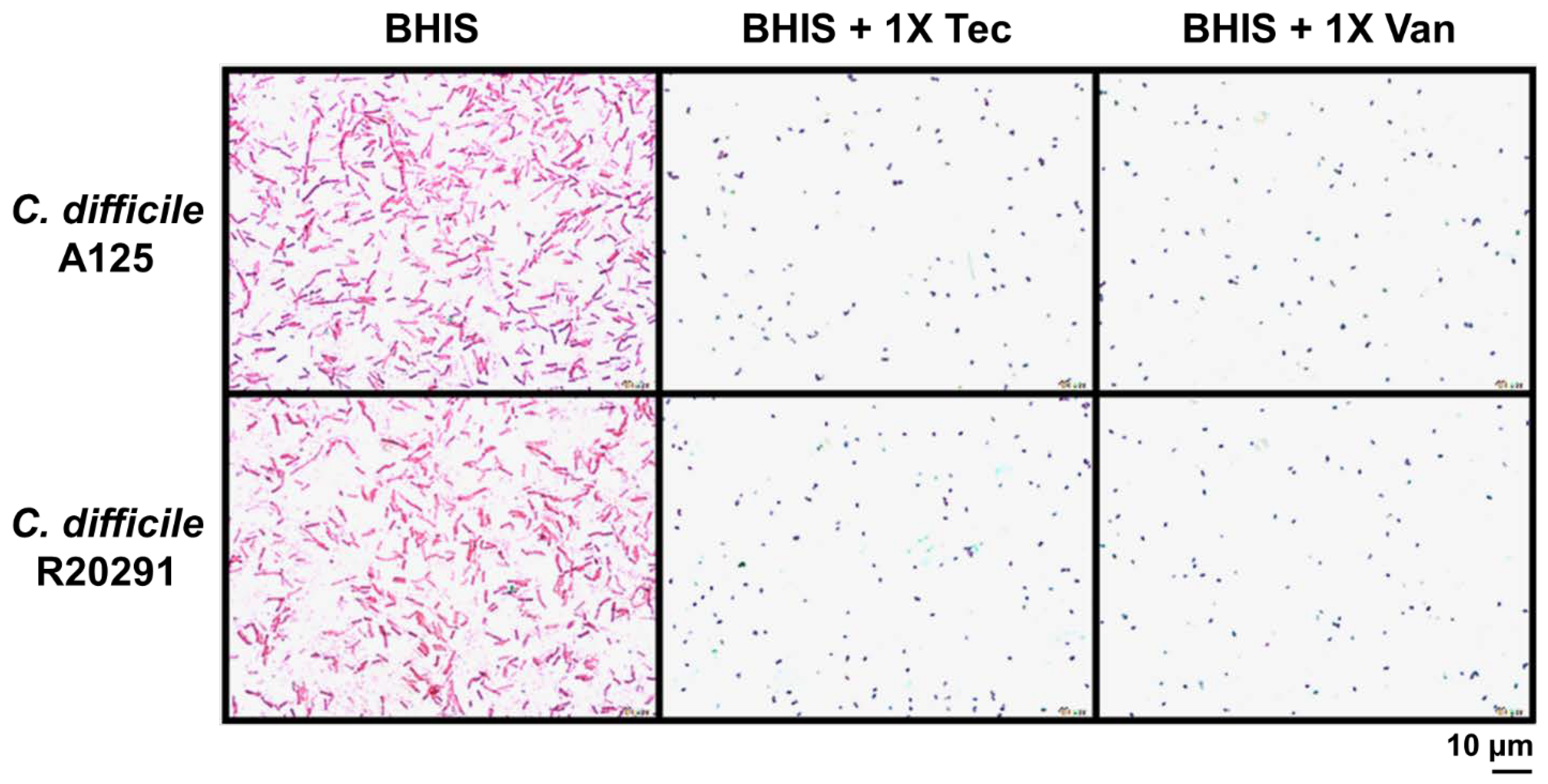 Antibiotics 10 00984 g005 Antibiotics 10 00984 g005