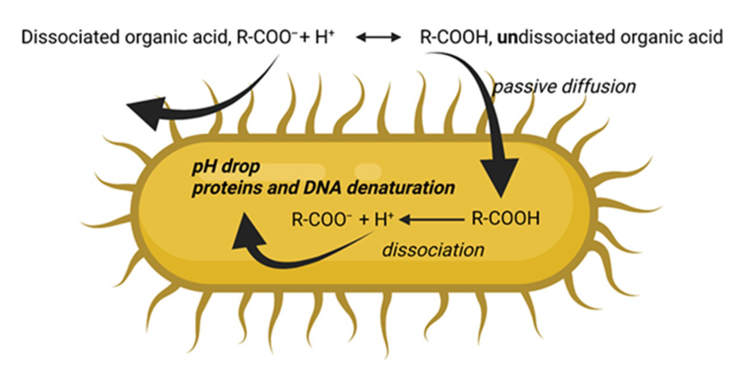 Antibiotics Free FullText Polyphenols and Organic Acids as