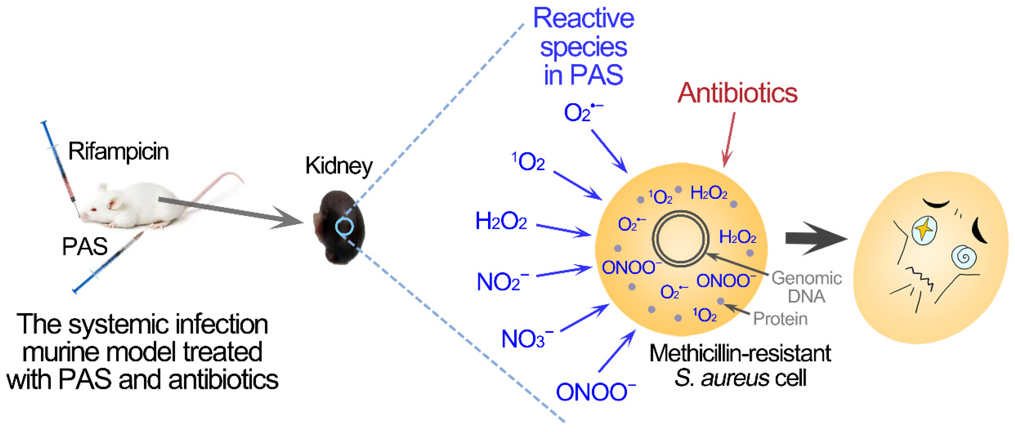 Antibiotics 10 01018 g005