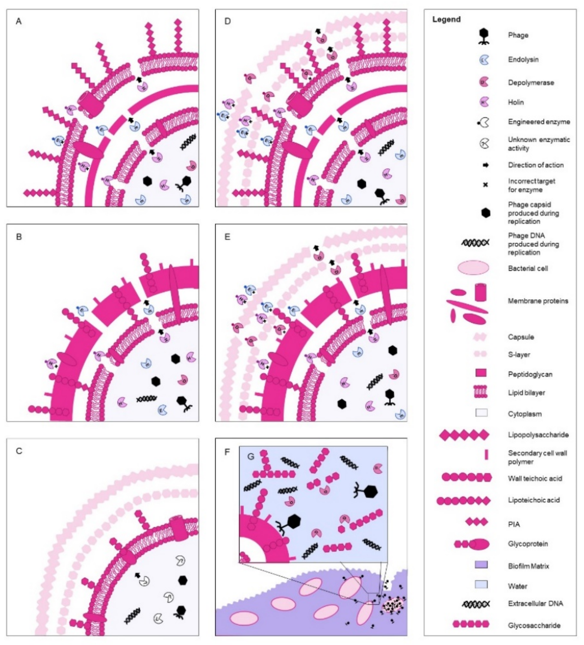 Antibiotics 10 01030 g001 Antibiotics 10 01030 g001