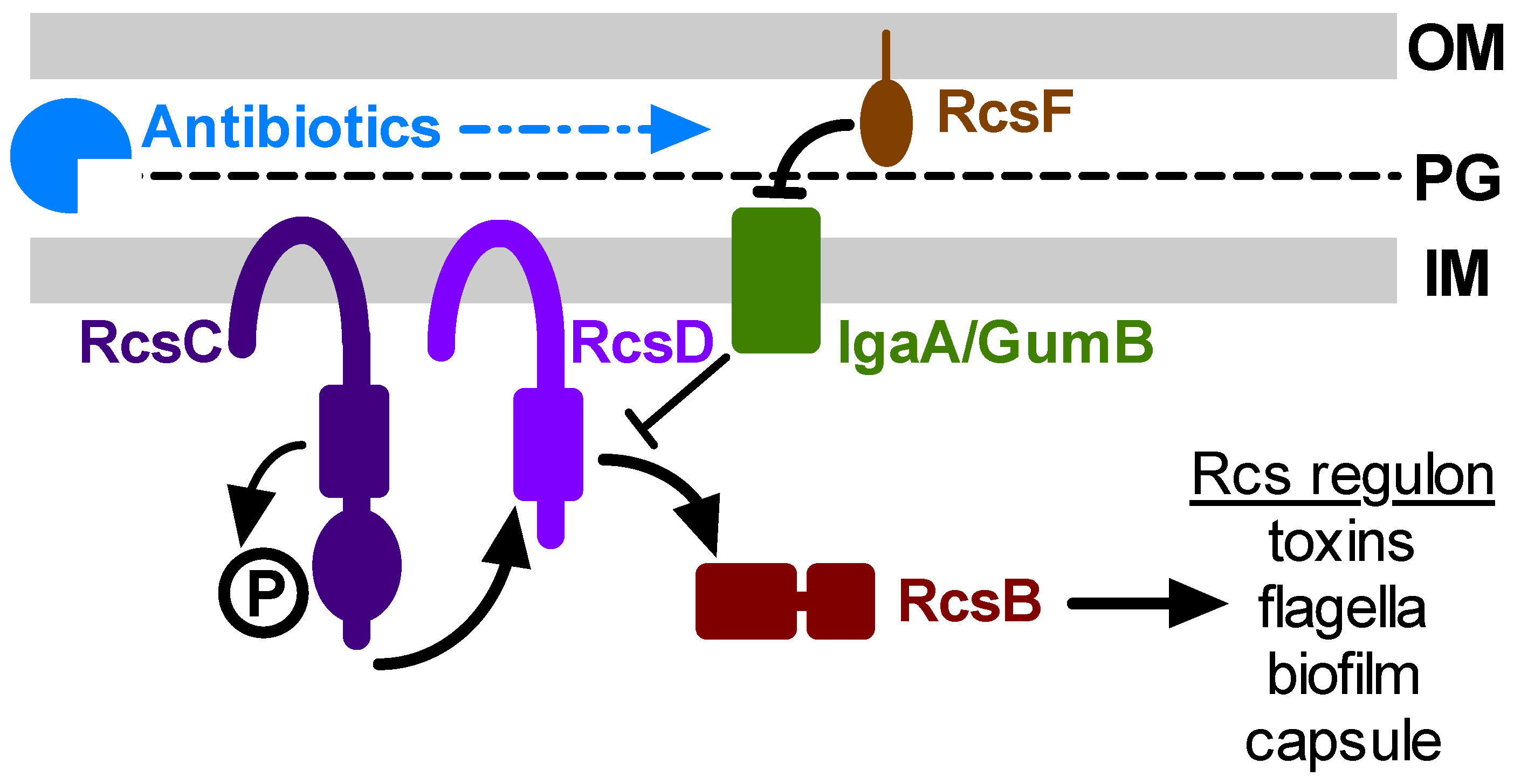 Antibiotics 10 01033 g001 Antibiotics 10 01033 g001