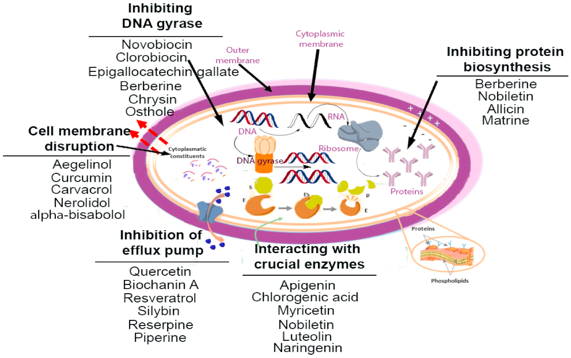 Antibiotics  Free Full-Text  Phytochemicals: A Promising Weapon in the Arsenal against 