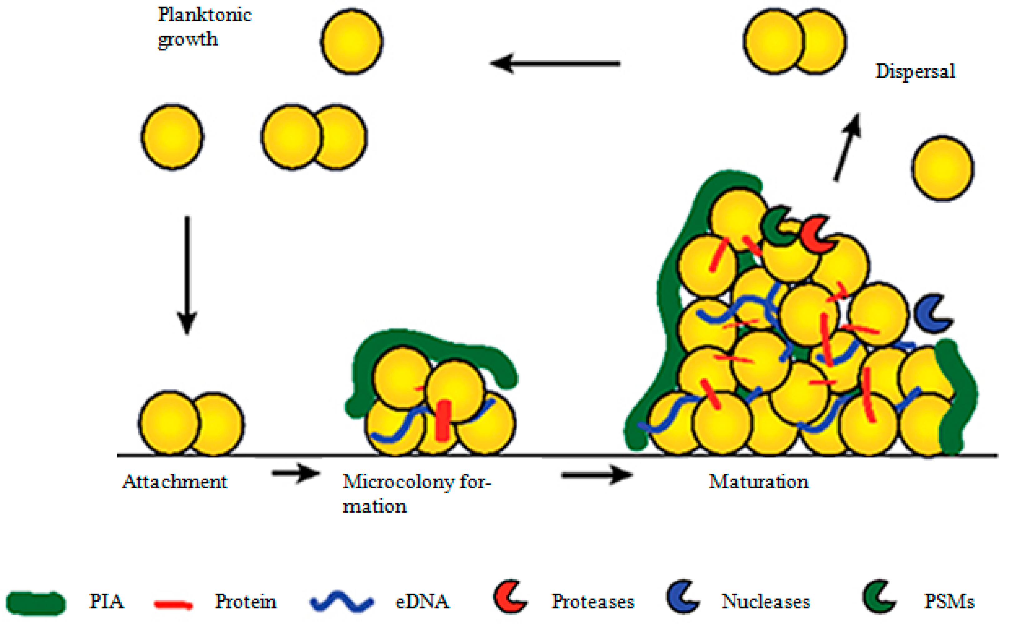 Frontiers  Selective Host Cell Death by Staphylococcus aureus: A Strategy  for Bacterial Persistence