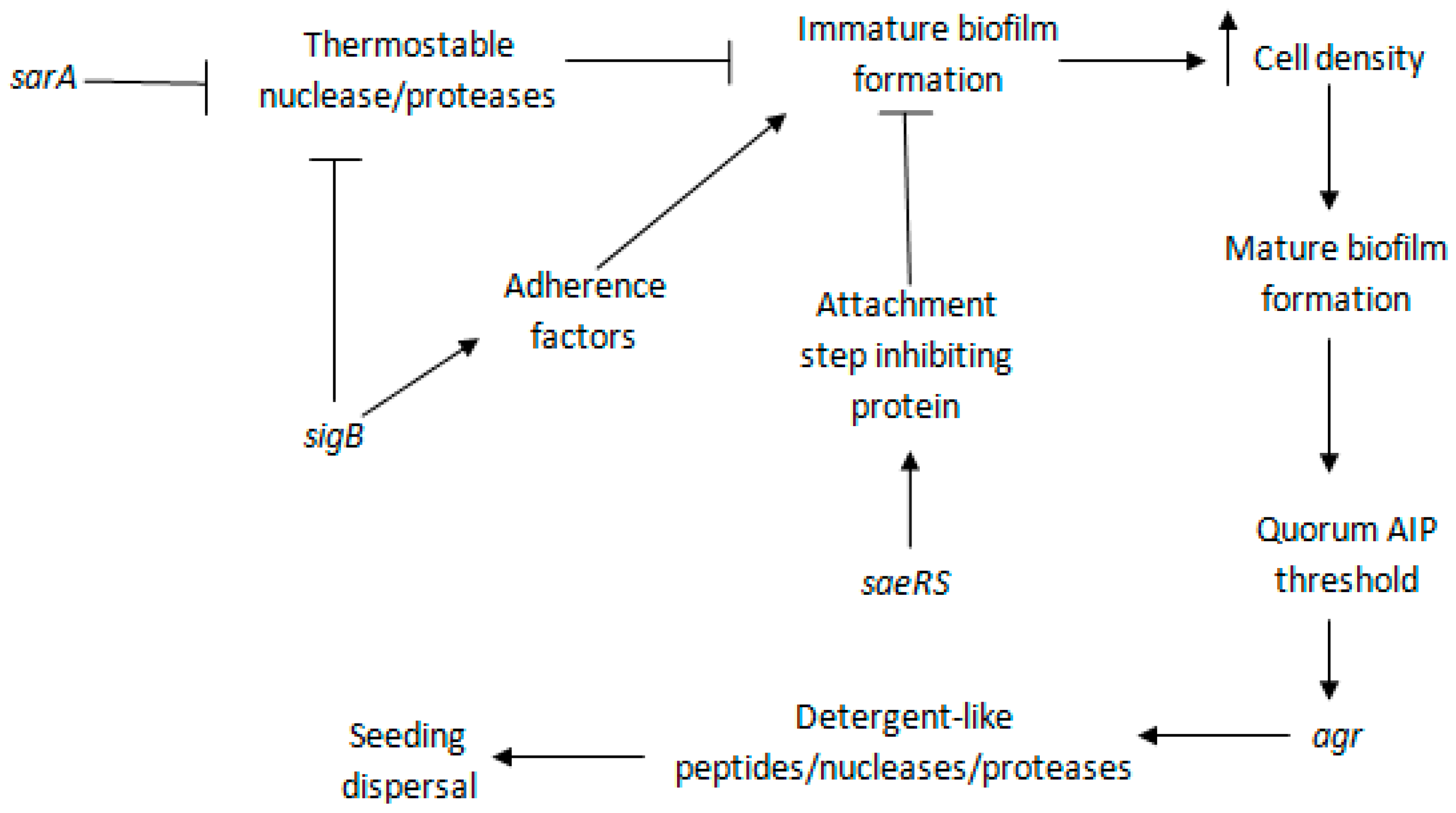 Staphylococcus aureus forms spreading dendrites that have characteristics  of active motility