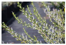 Antibiotics 10 01090 i005