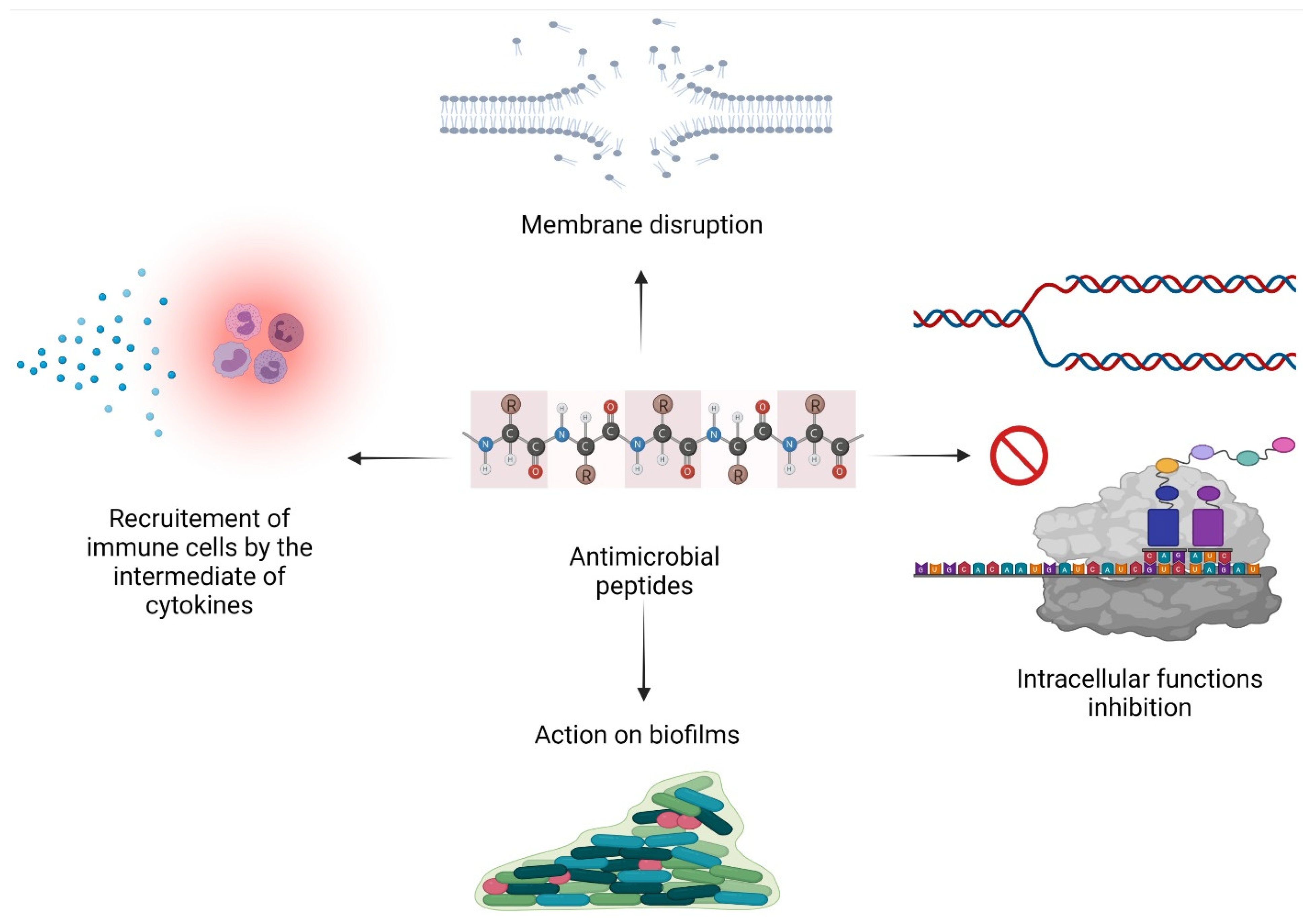 Penicillin Mechanism Of Action Animation