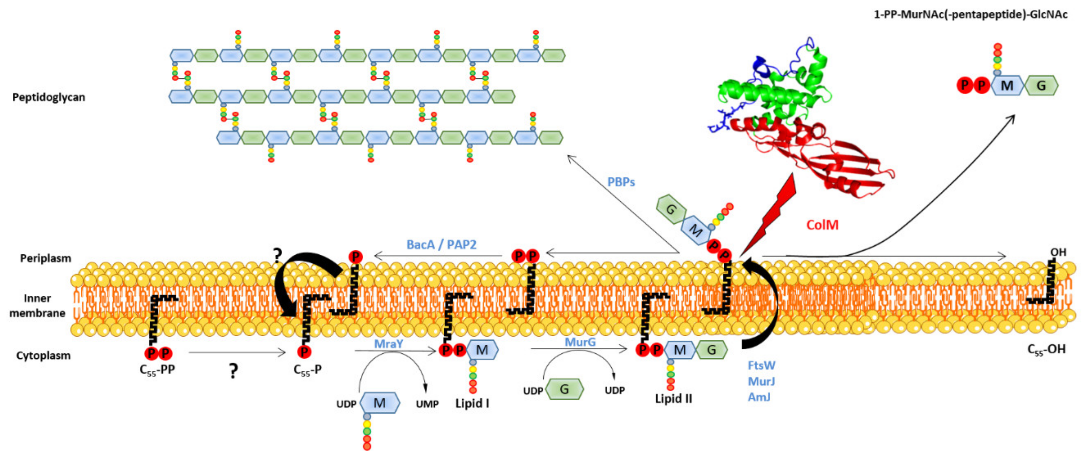 Antibiotics 10 01109 g005