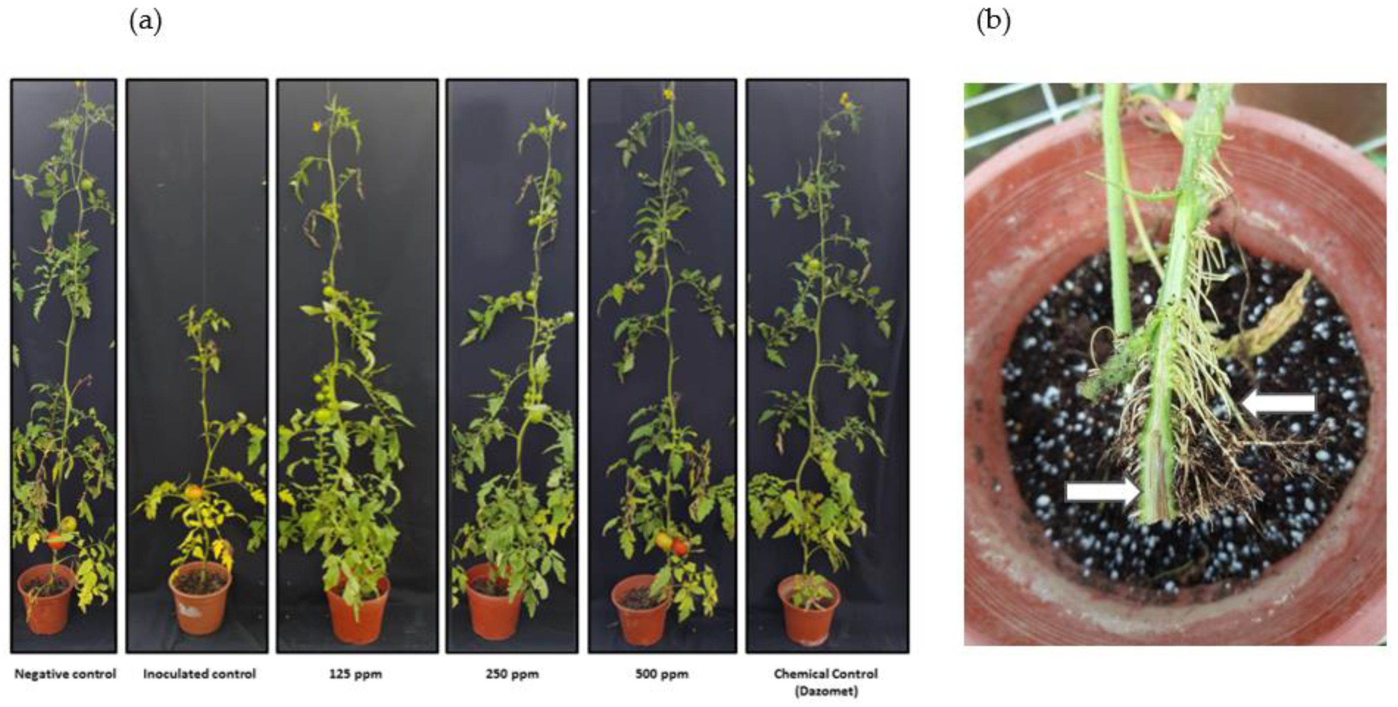 Antibiotics 10 01132 g003