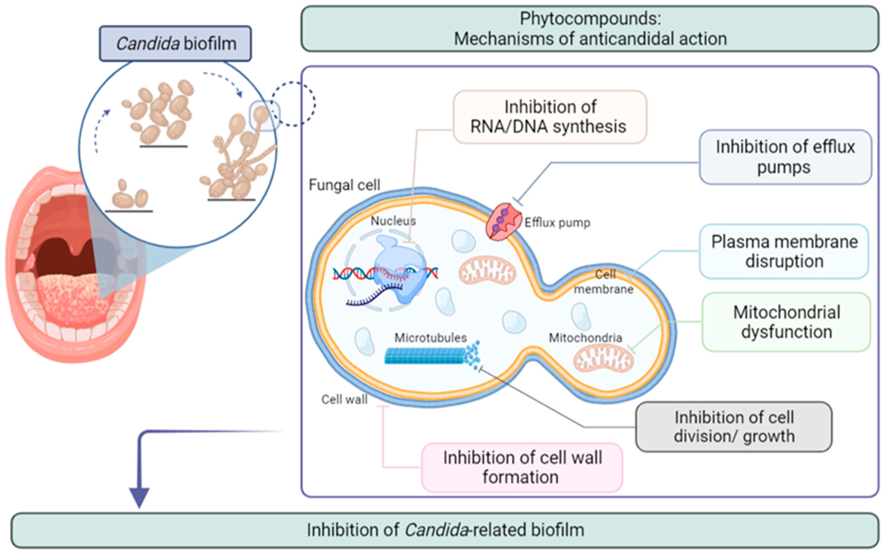 Antibiotics 10 01142 g001