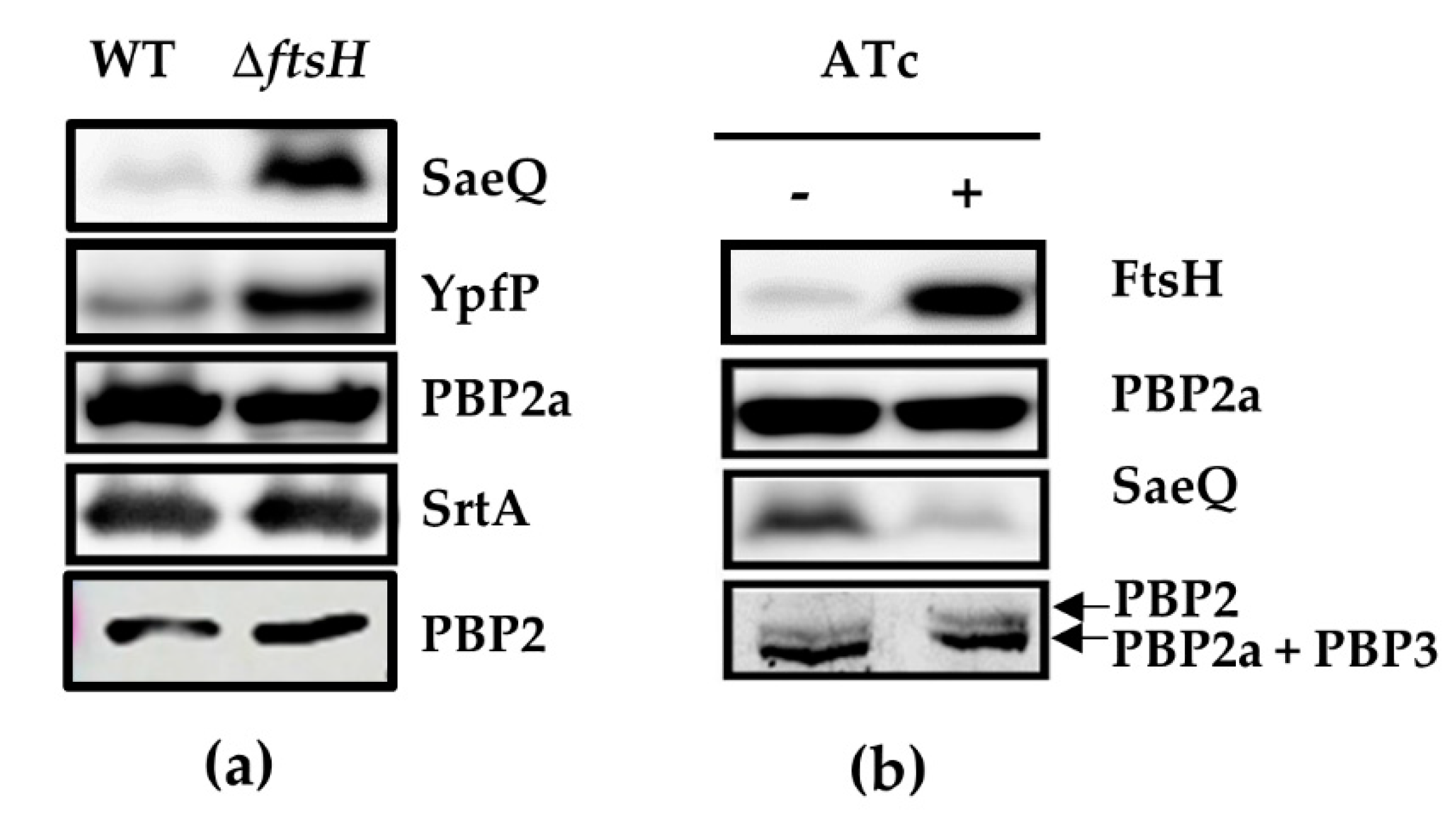 Antibiotics 10 01198 g001 550