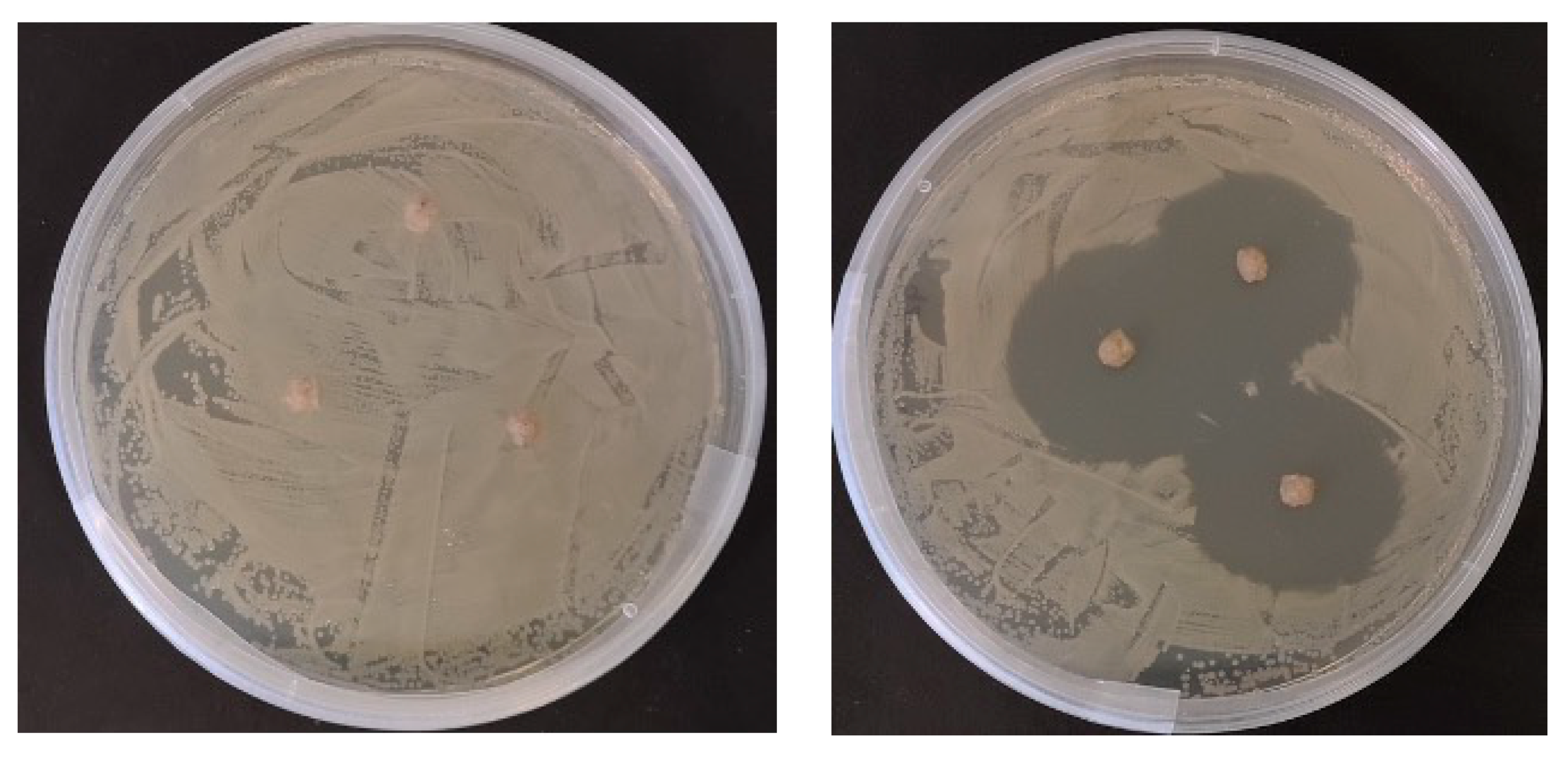 Antibiotics 10 01213 g001 550