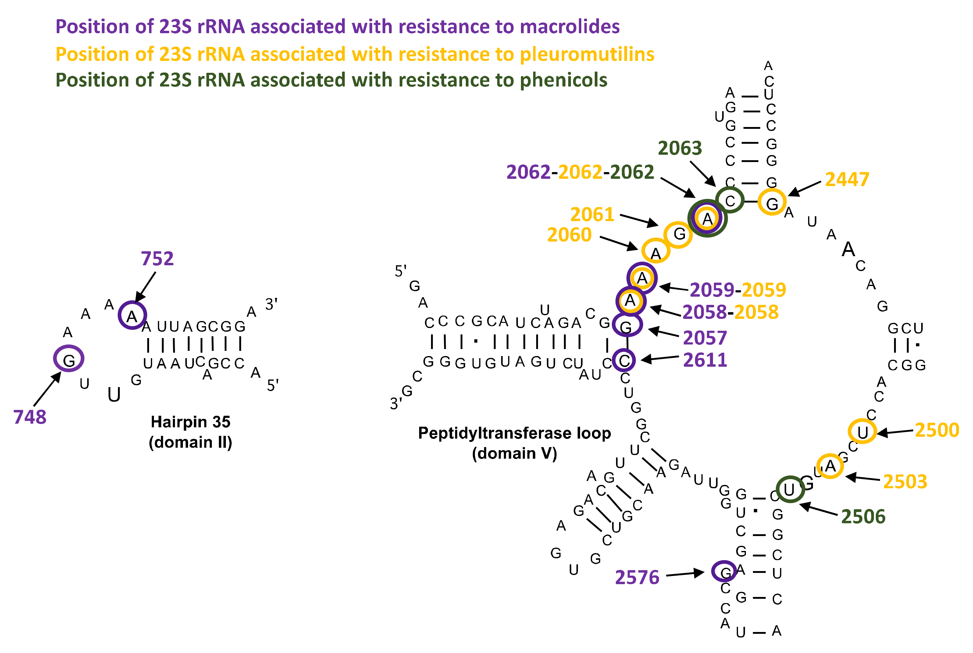 Antibiotics 10 01216 g001