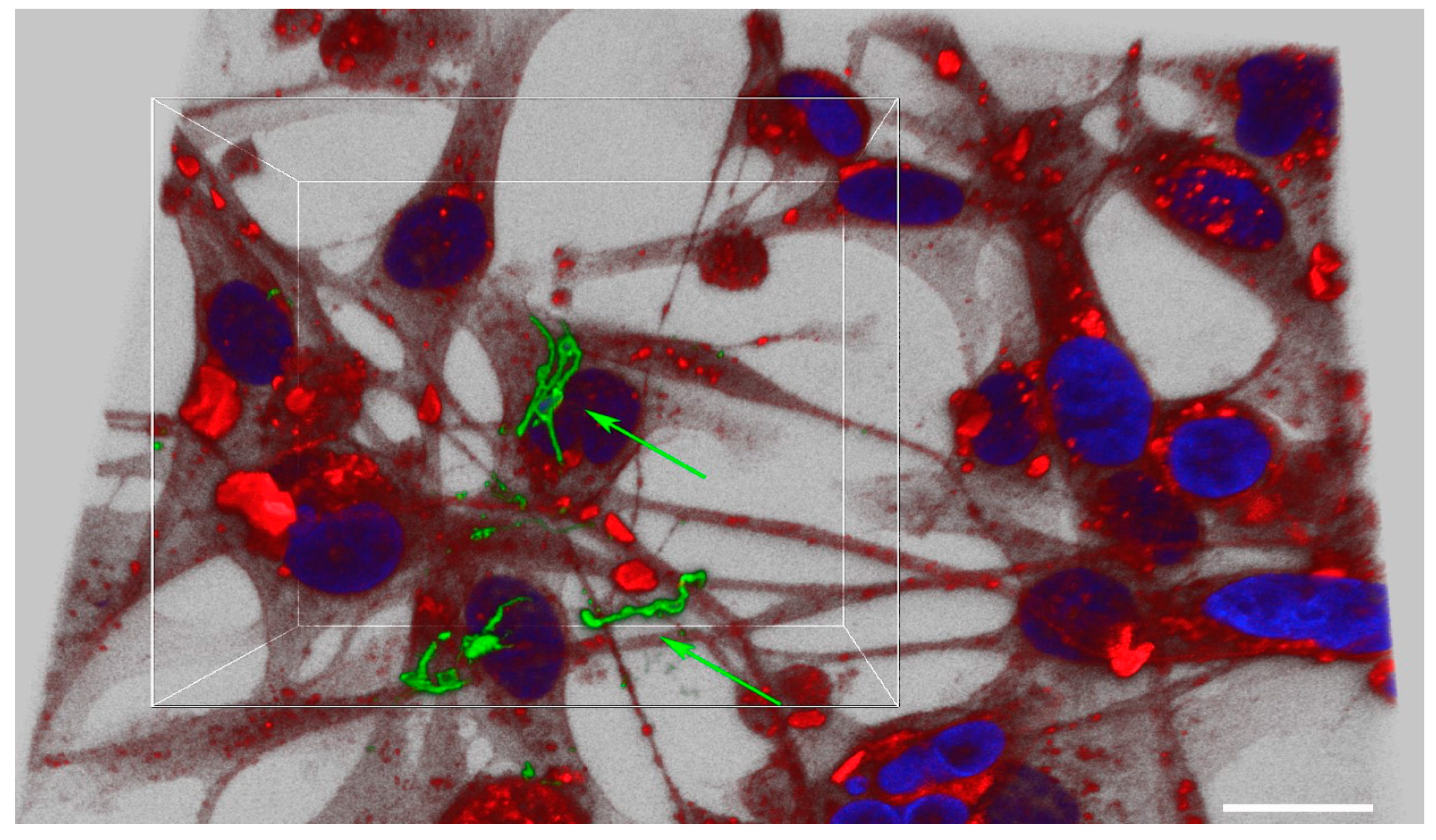 Antibiotics 10 01295 g002 550