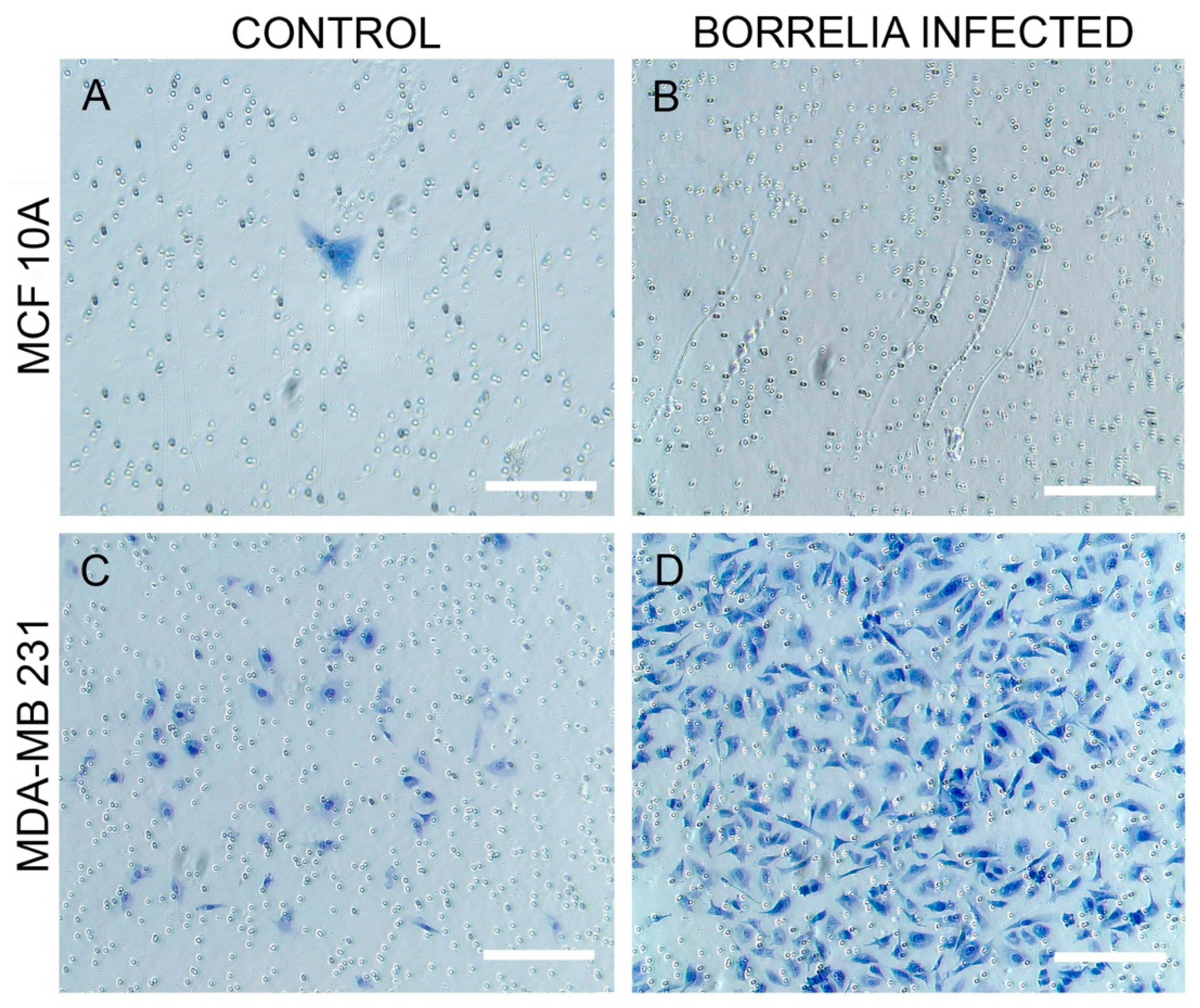 Antibiotics 10 01295 g005 550