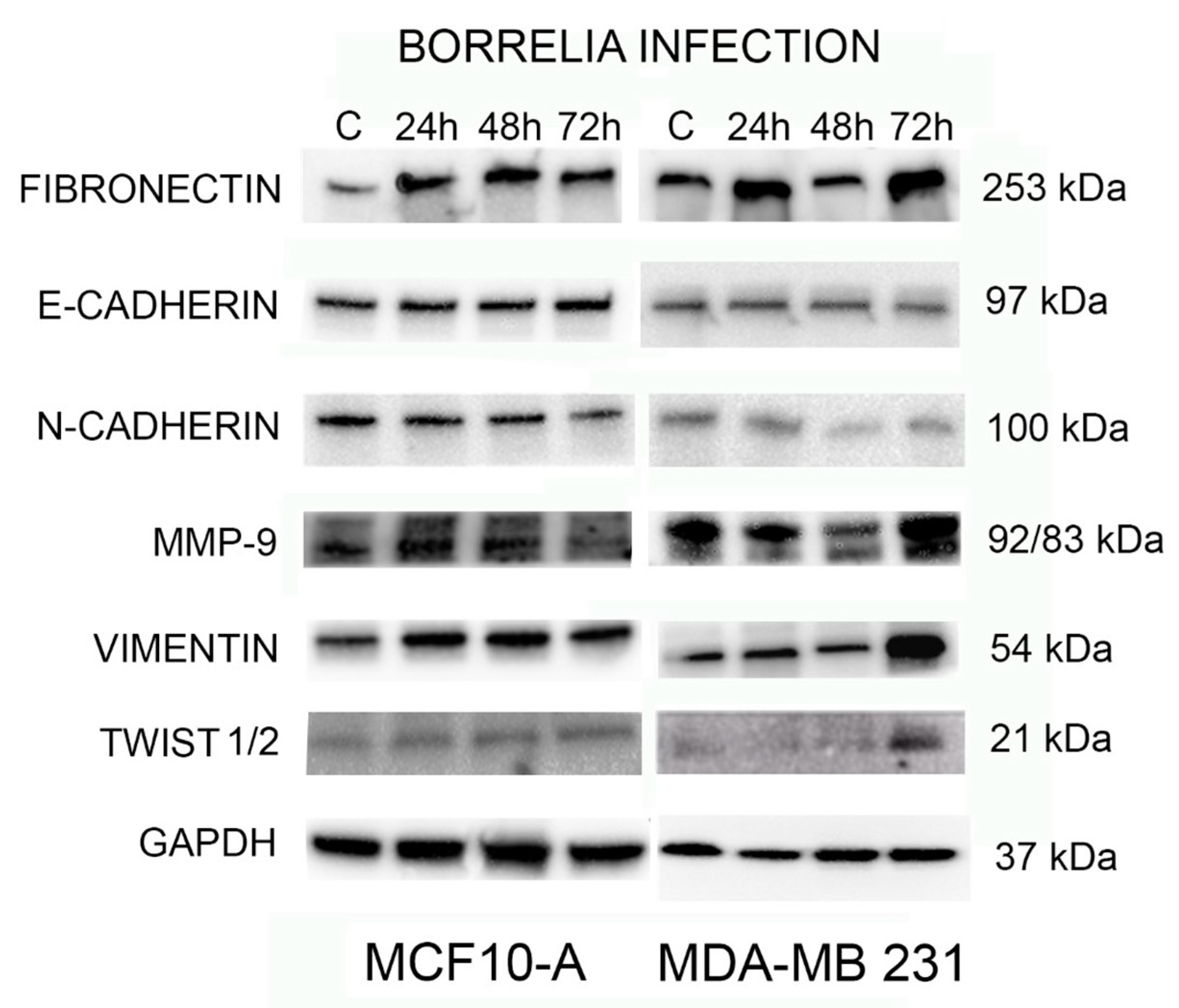 Antibiotics 10 01295 g008 550