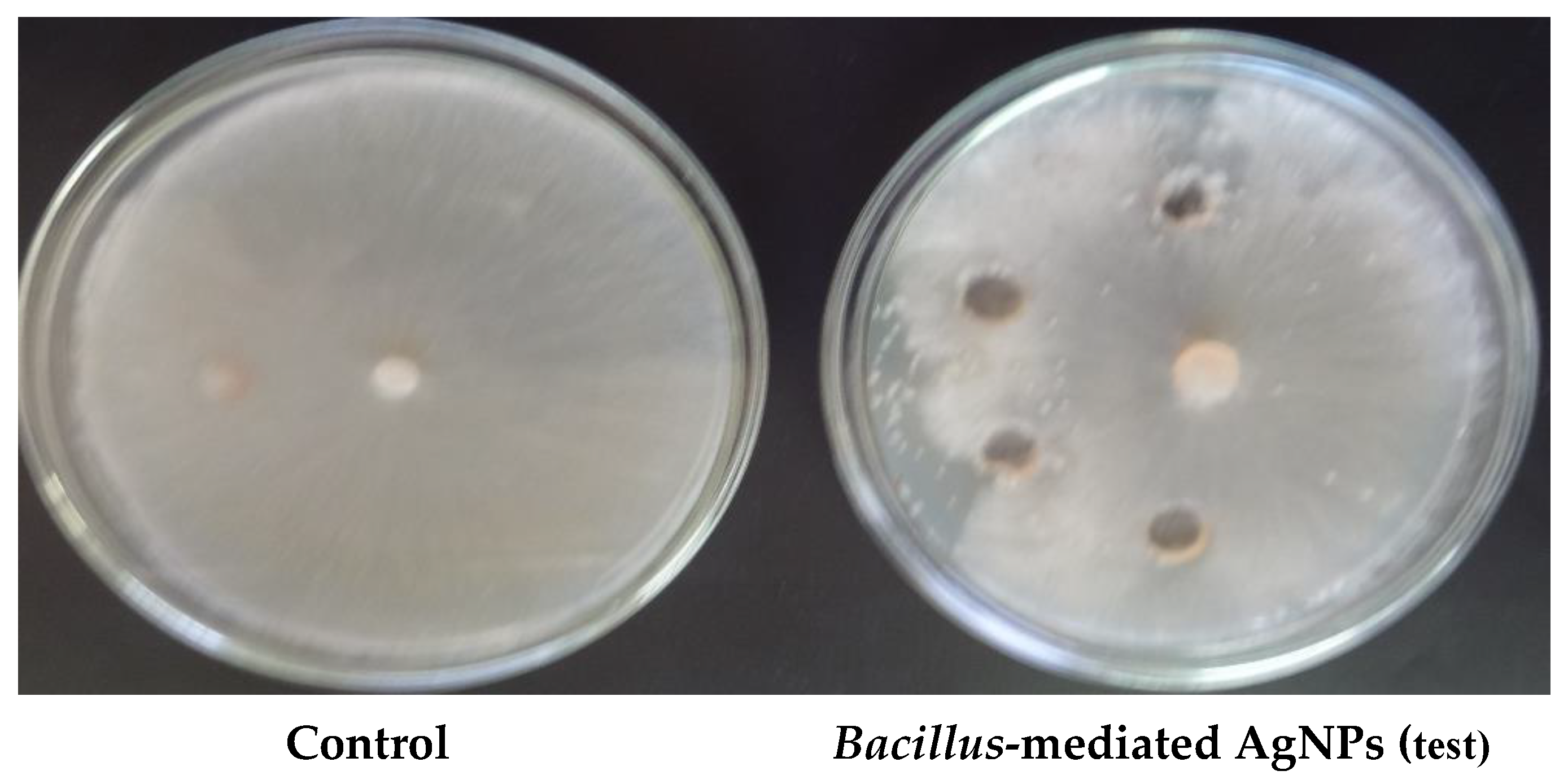 Antibiotics 10 01334 g004 550