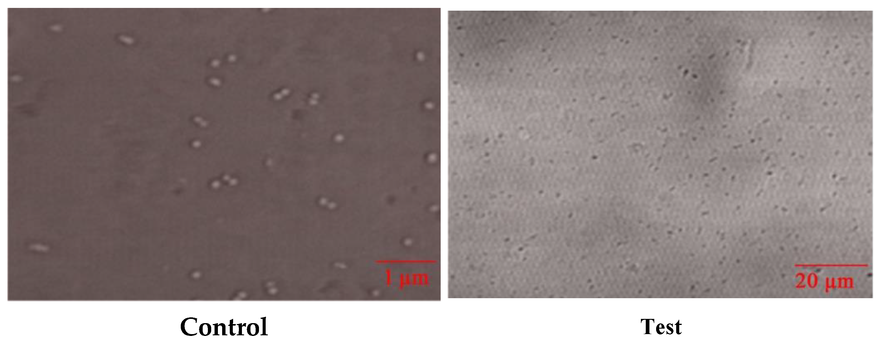 Antibiotics 10 01334 g010 550