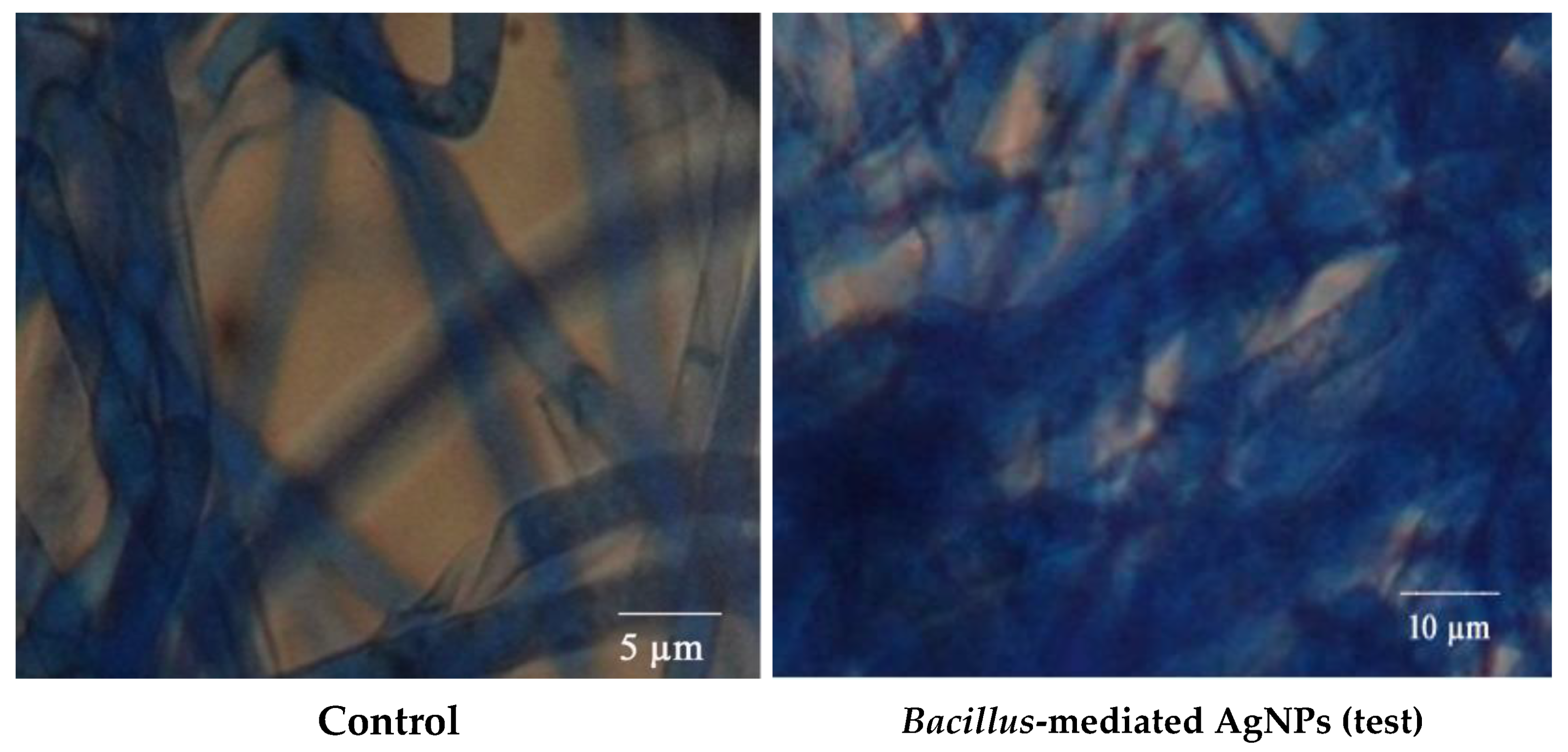 Antibiotics 10 01334 g012 550