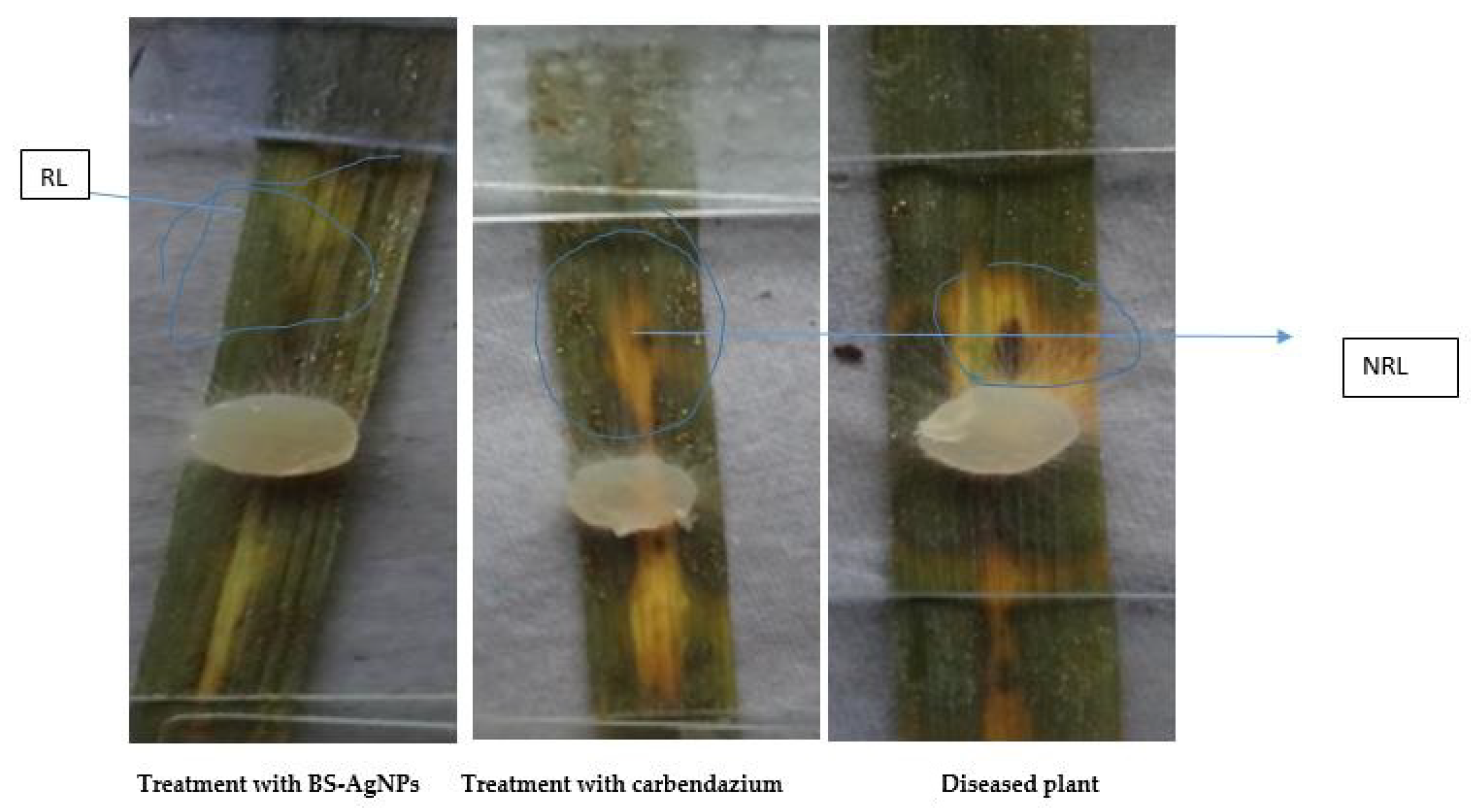 Antibiotics 10 01334 g013 550