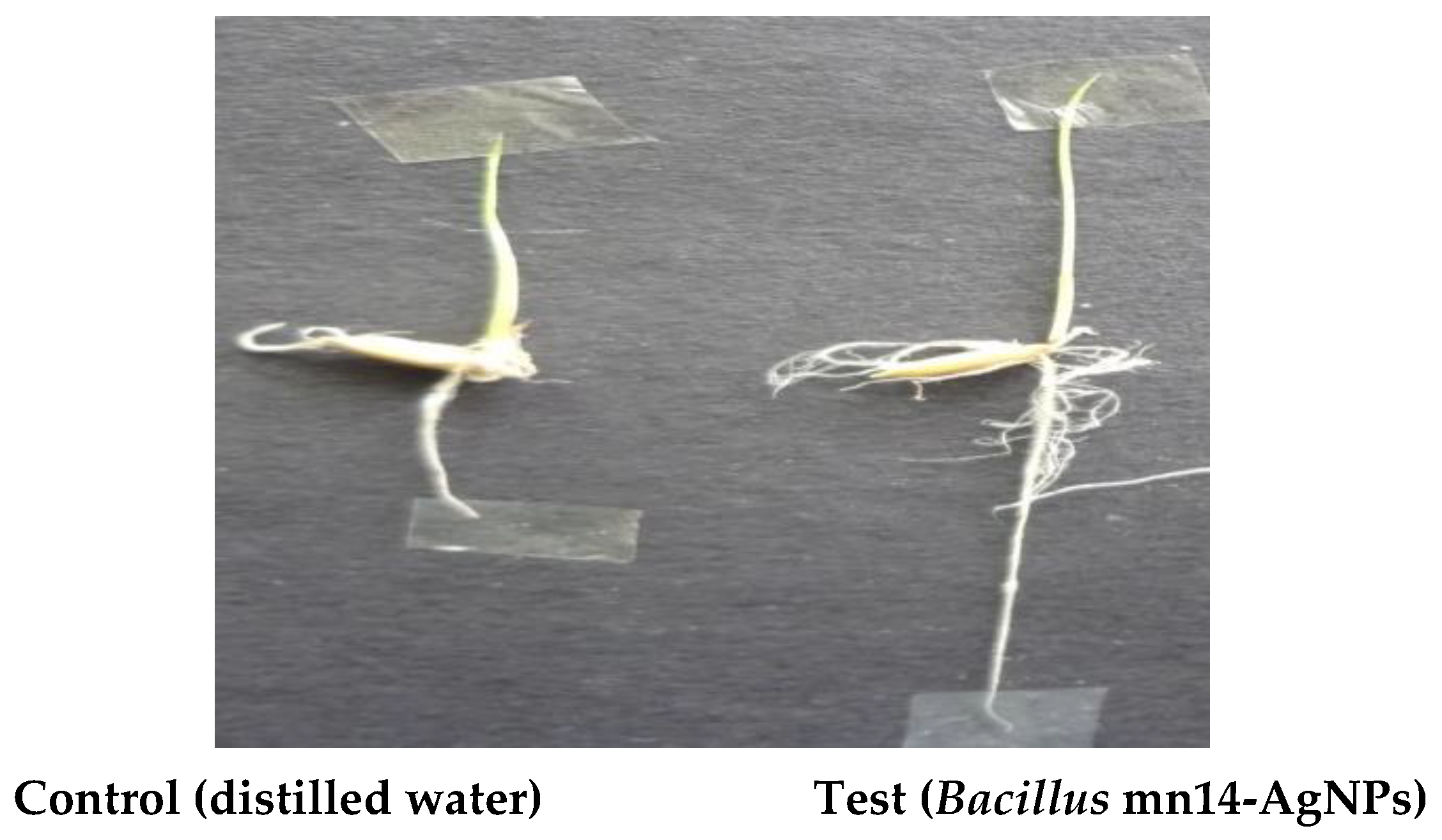 Antibiotics 10 01334 g014 550