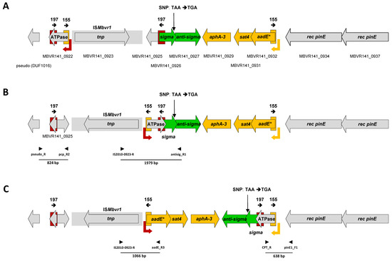 Antibiotics Free Full Text The Aade Sat4 Apha 3 Gene Cluster Of Mycoplasma Bovirhinis Haz141 2 Undergoes Genomic Rearrangements Influencing The Primary Promoter Sequence