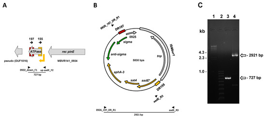 Antibiotics Free Full Text The Aade Sat4 Apha 3 Gene Cluster Of Mycoplasma Bovirhinis Haz141 2 Undergoes Genomic Rearrangements Influencing The Primary Promoter Sequence
