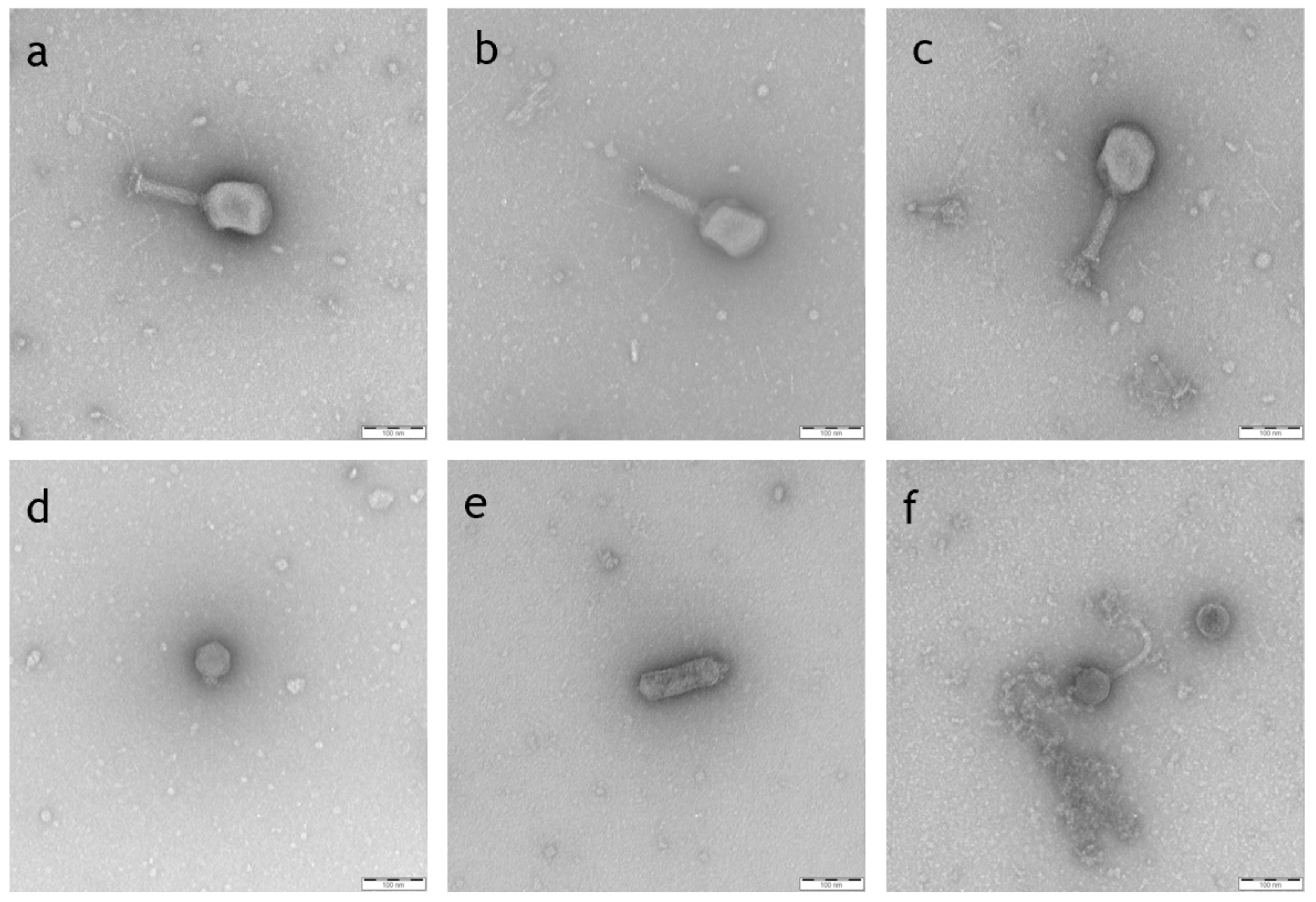 Antibiotics 10 01337 g001