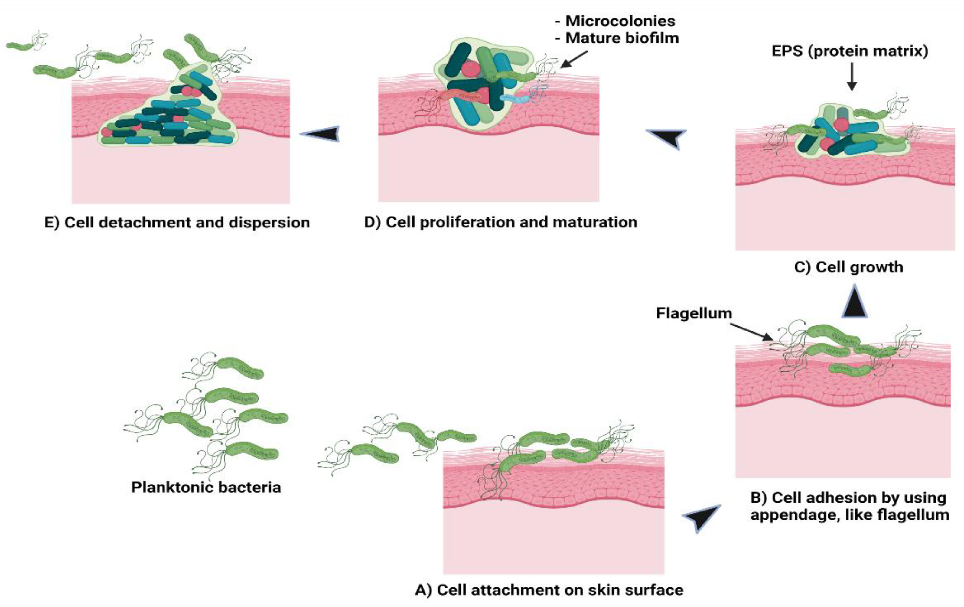 Antibiotics 10 01338 g002