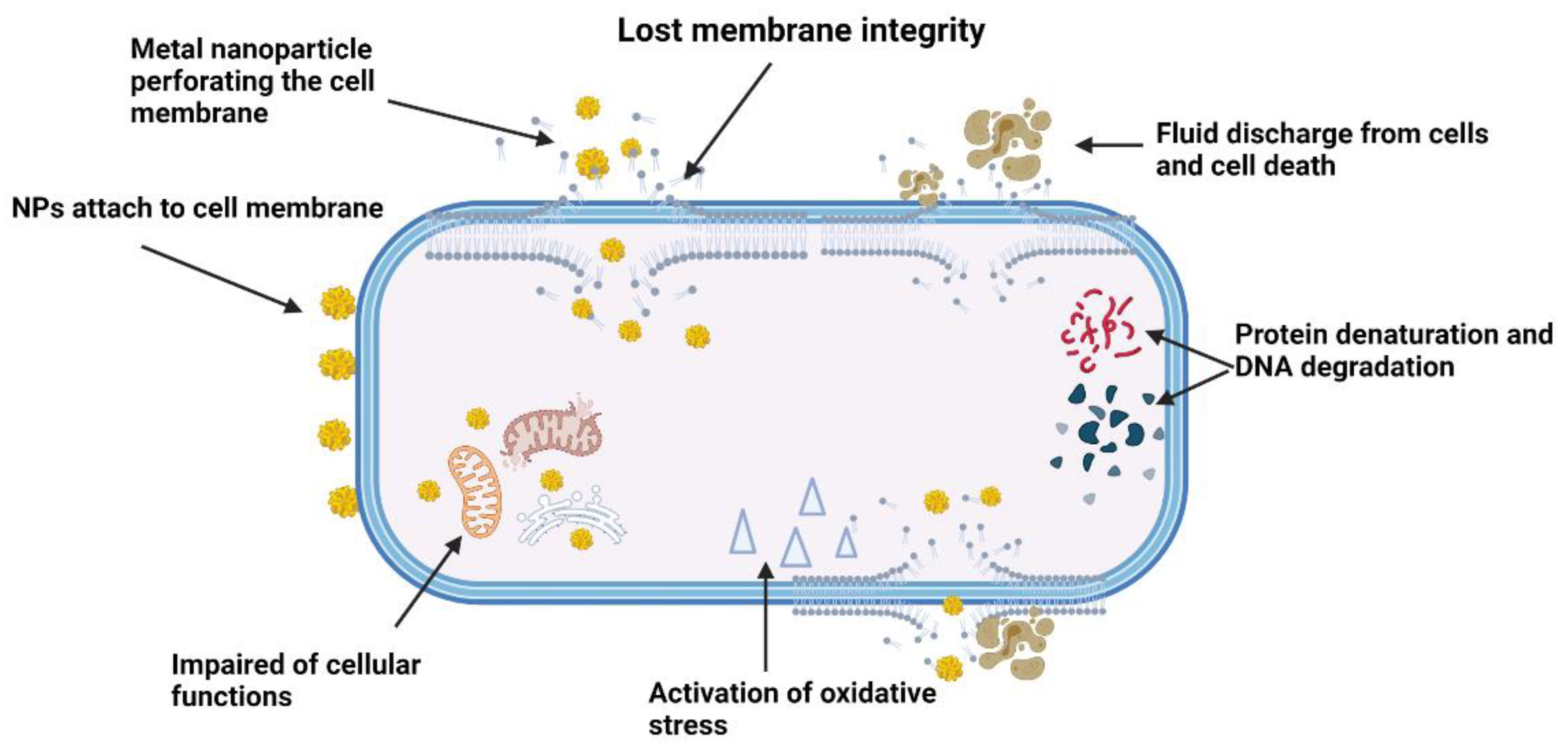 Antibiotics 10 01338 g005