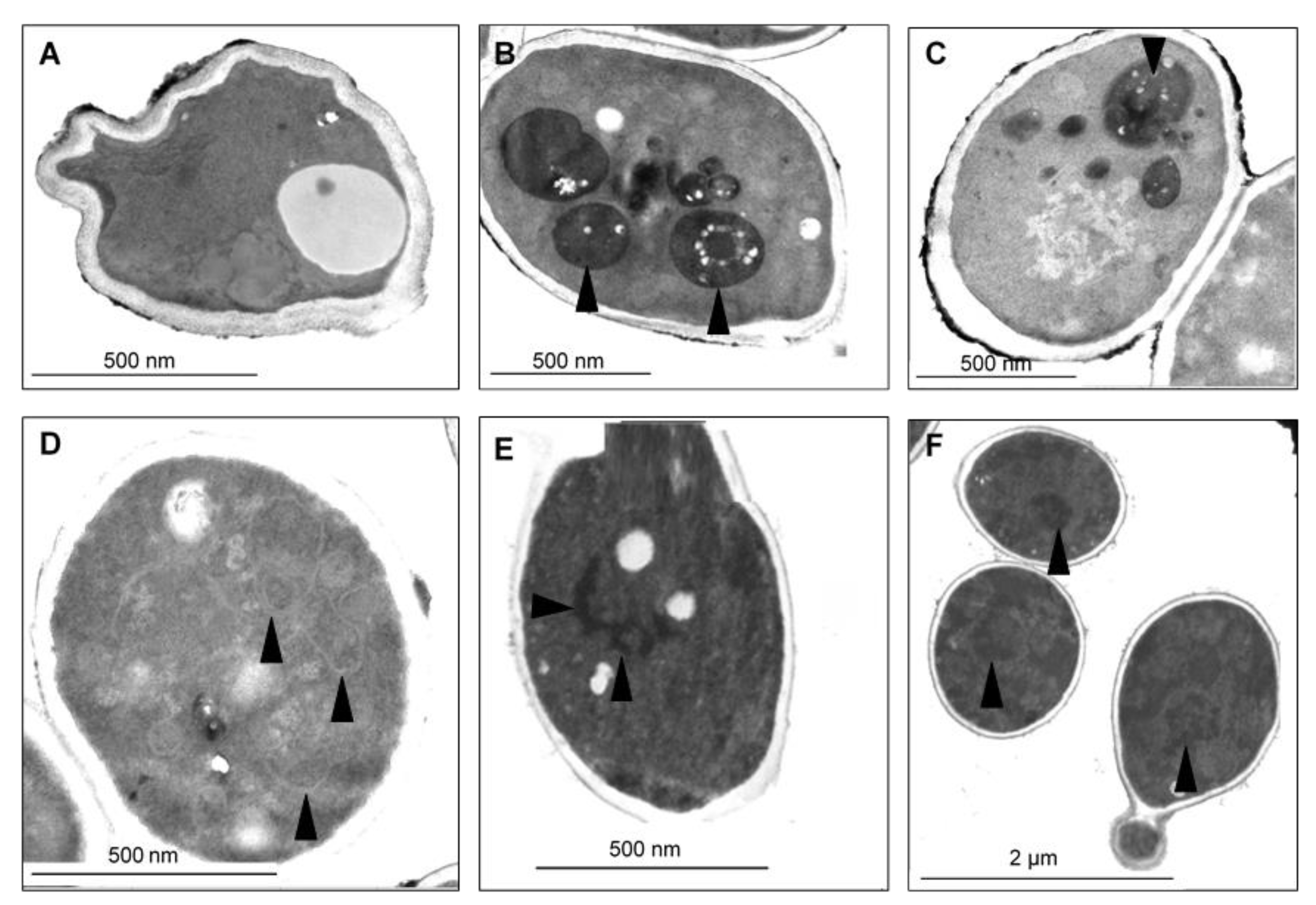 Antibiotics 10 01359 g007 550