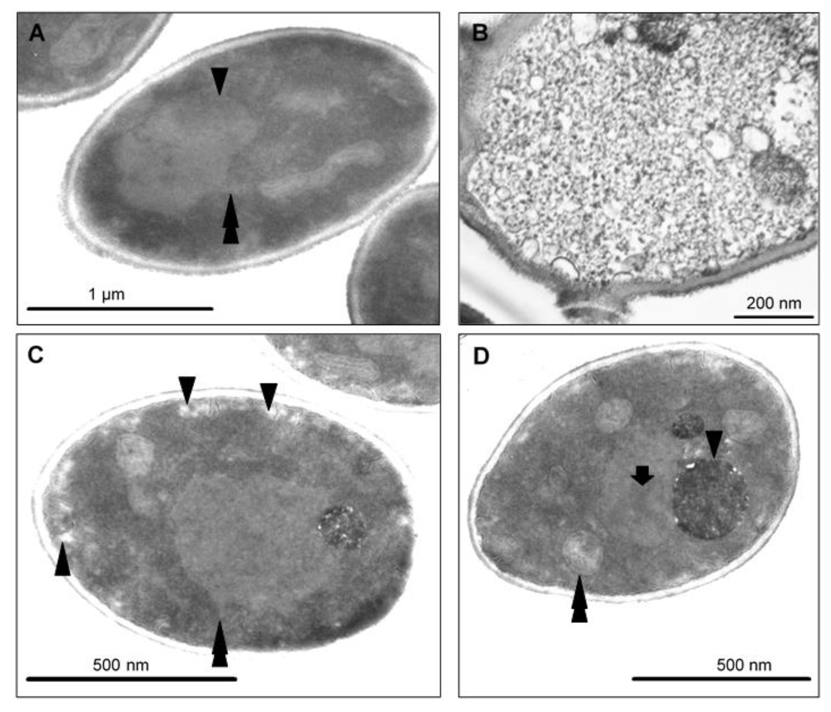 Antibiotics 10 01359 g008 550