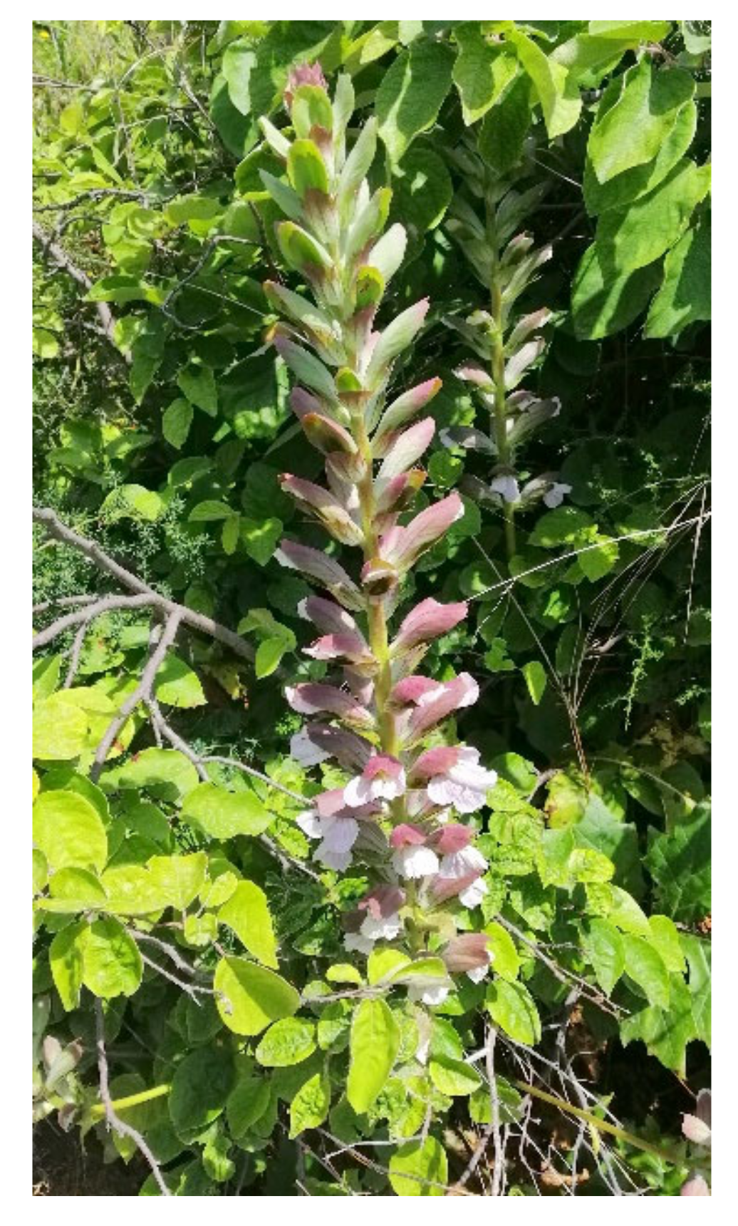 Antibiotics 10 01373 g006 550