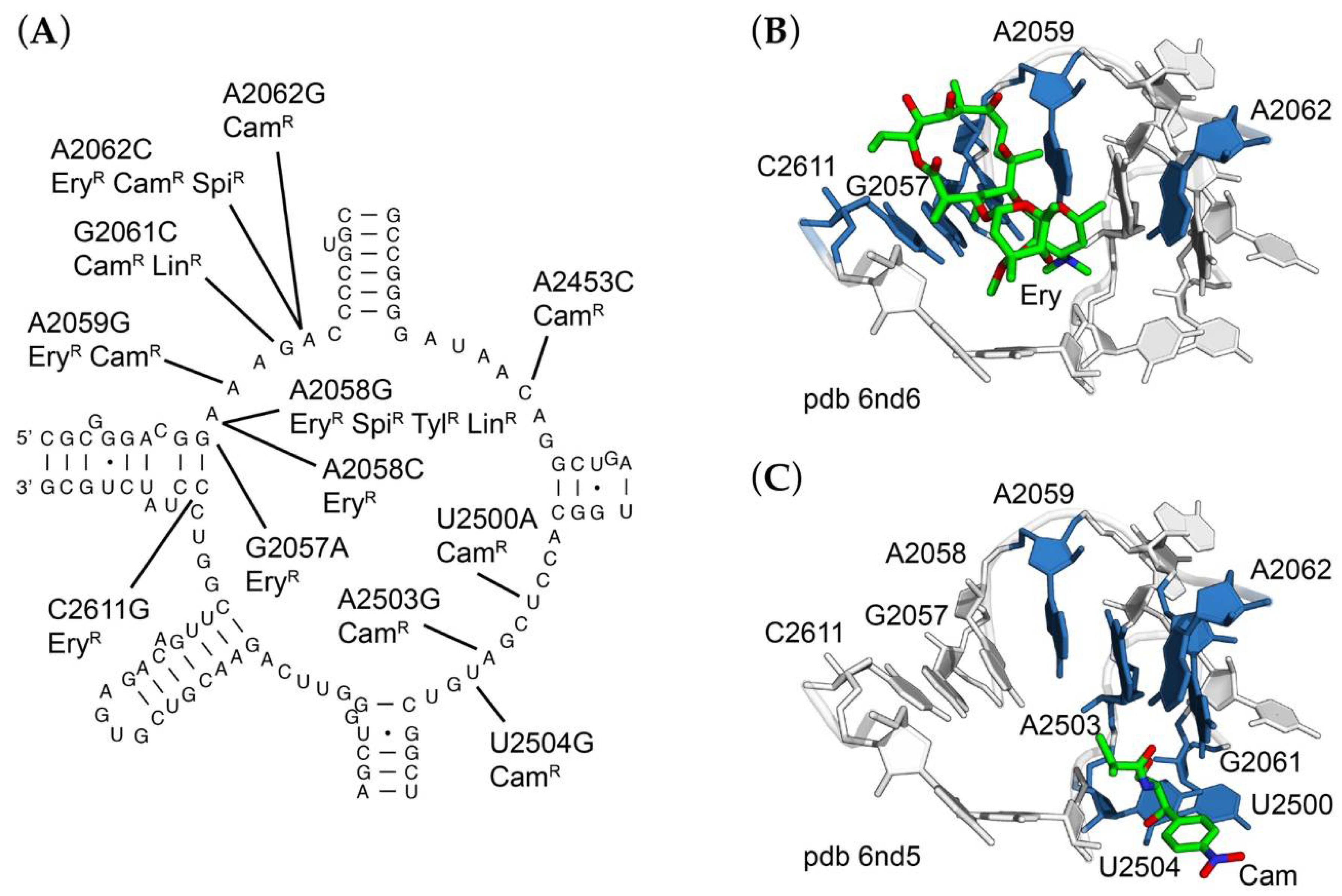 Antibiotics 10 01384 g003